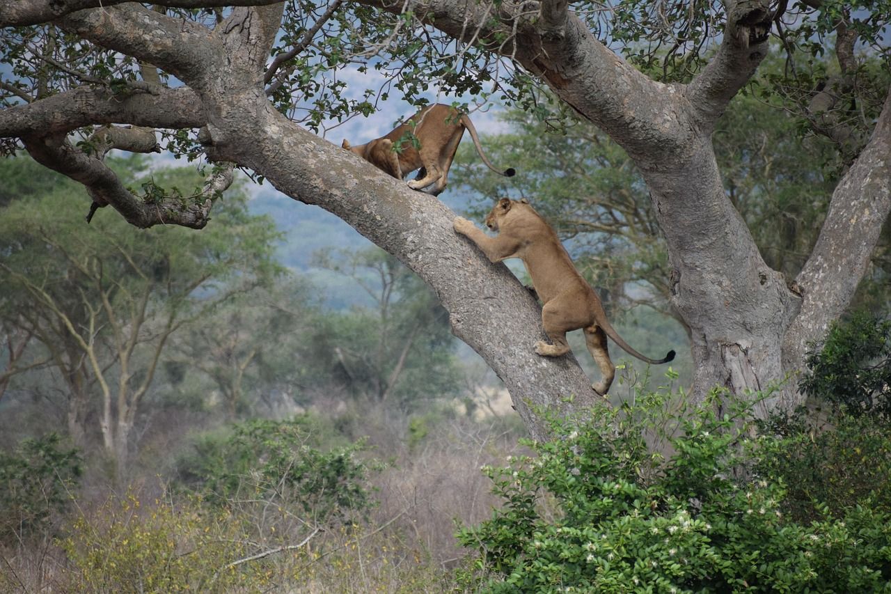 Tracking Uganda’s Rare Tree-Climbing Lions in the Wild