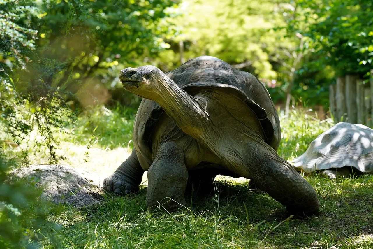 180,000 Giant Tortoises Rebound on Seychelles Atoll