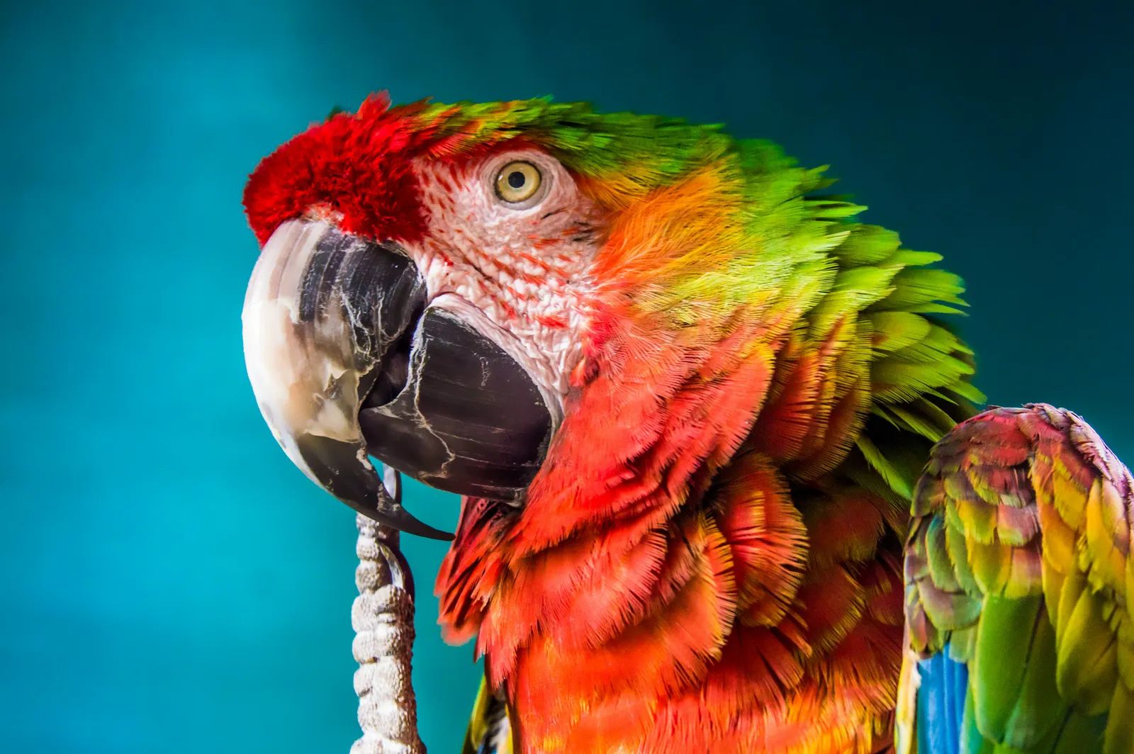 Social Media Algorithms Fuel India’s Exotic Pet Surge as Rules Fall Short