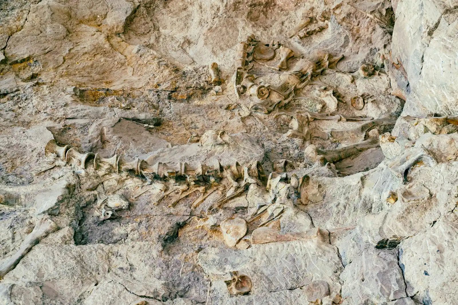 New Crocodile Species Emerges from Sphinx Limestone