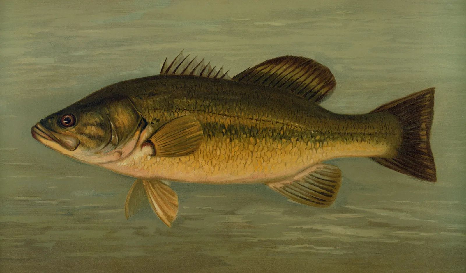 Spotted Bass Removal Gives Critically Endangered Redfin Fresh Hope in South Africa