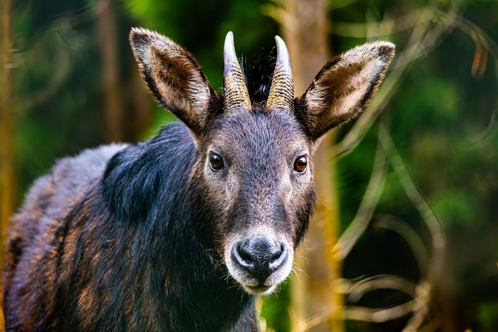 Funding Shortfall Puts Laos Search for the Asian Unicorn at Risk