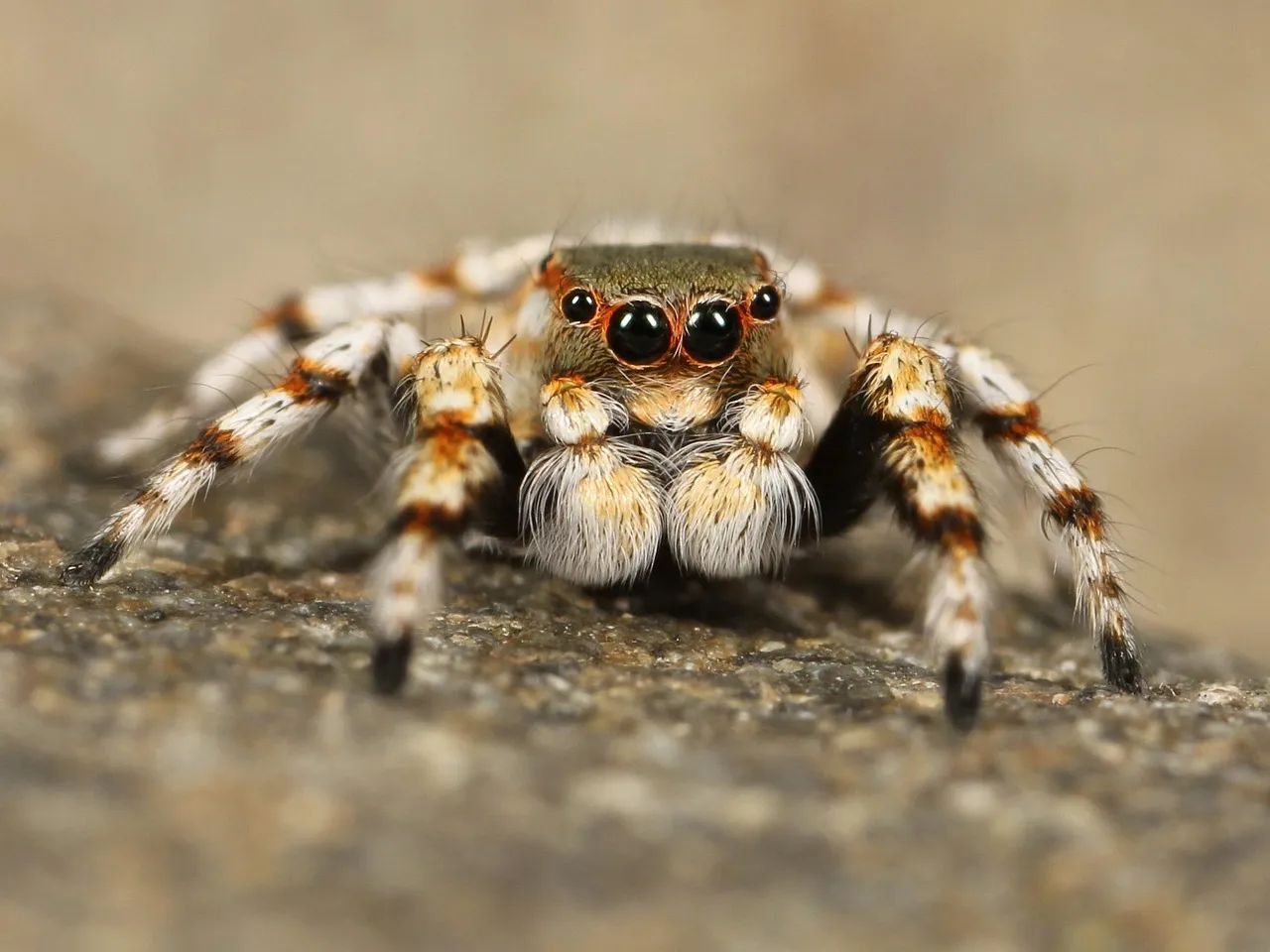 Australian Spider Catapults Ants With Silk Snare