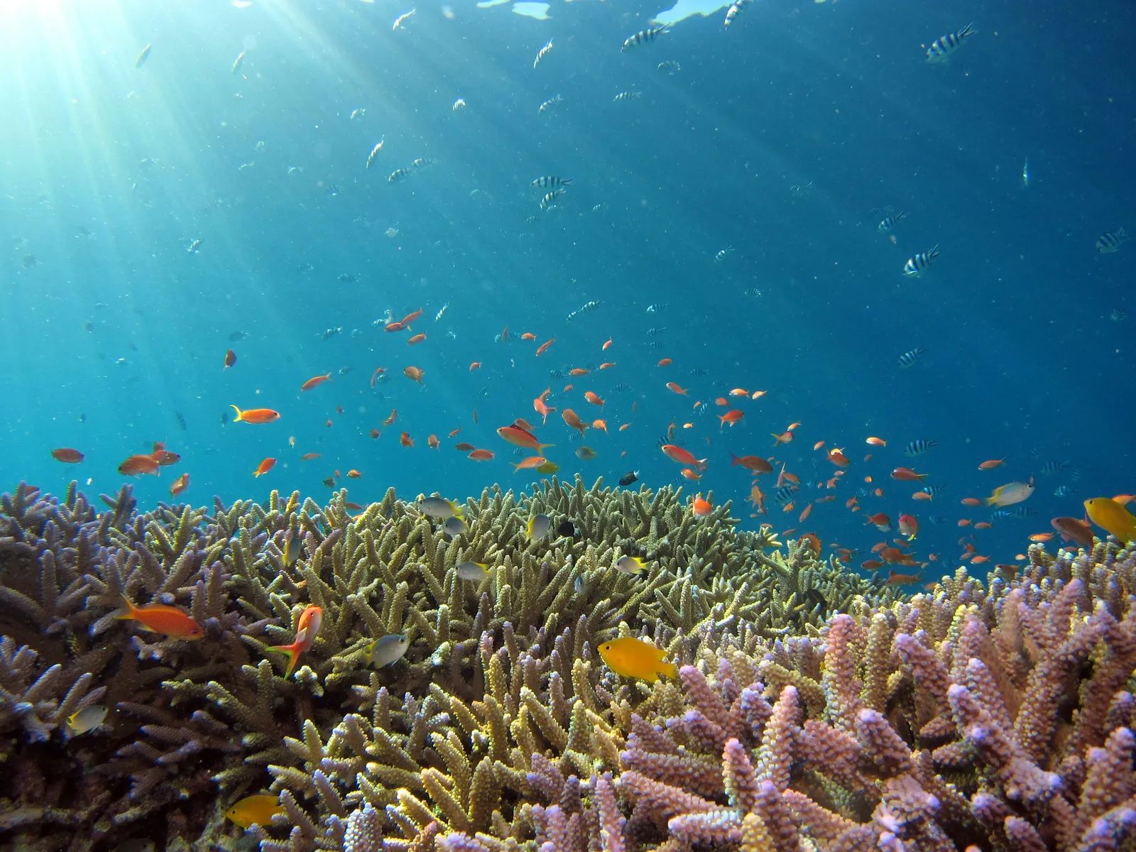 Even Maui’s Coral Reefs Carry a Hidden Record of Human Activity
