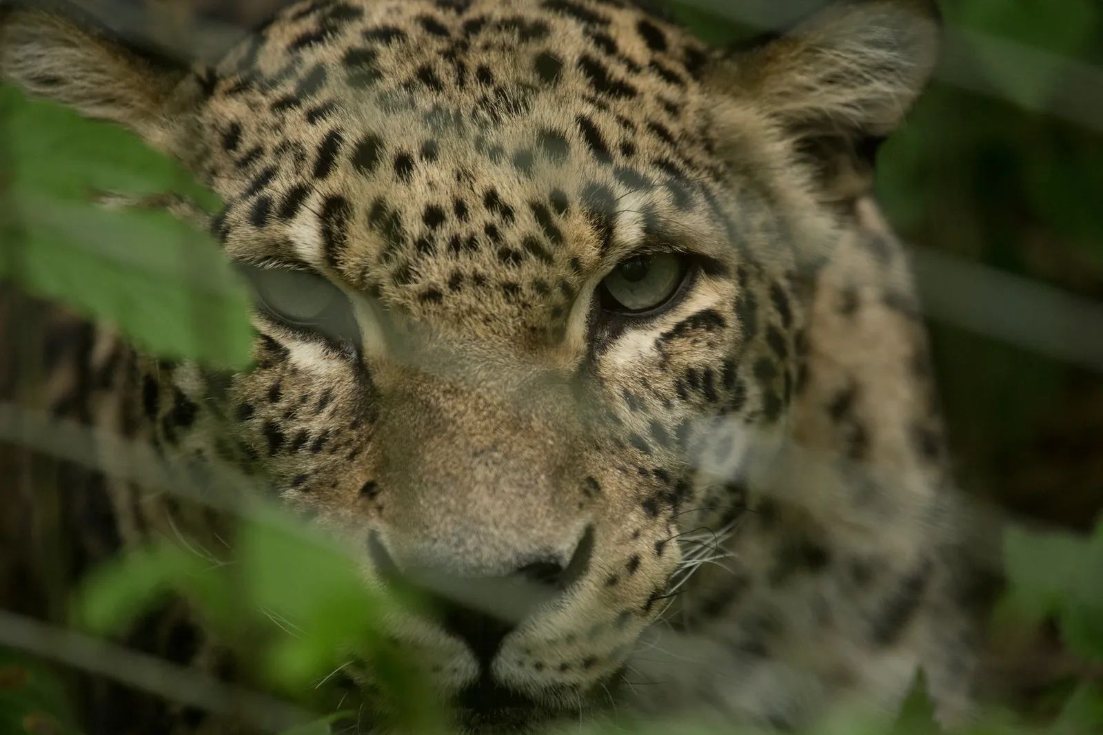 Leopard Aren Presumed to Trek 150 Miles Through Mines