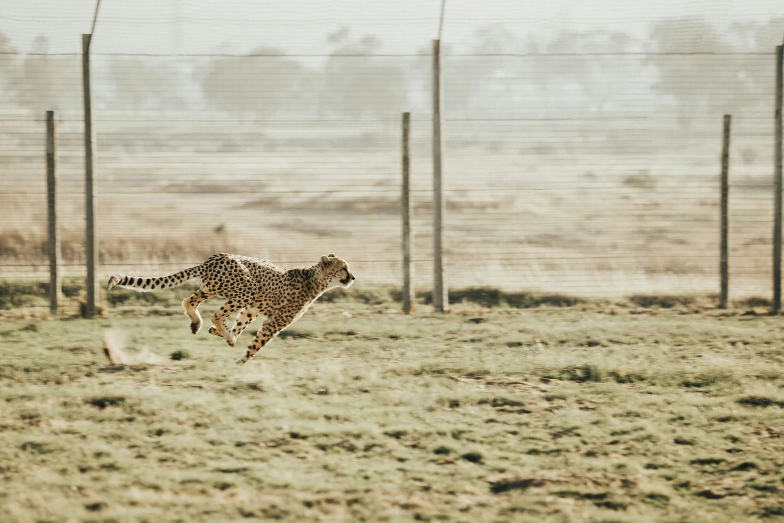 New Census Maps the Challenges Facing Free-Roaming Cheetahs Across Southern Africa