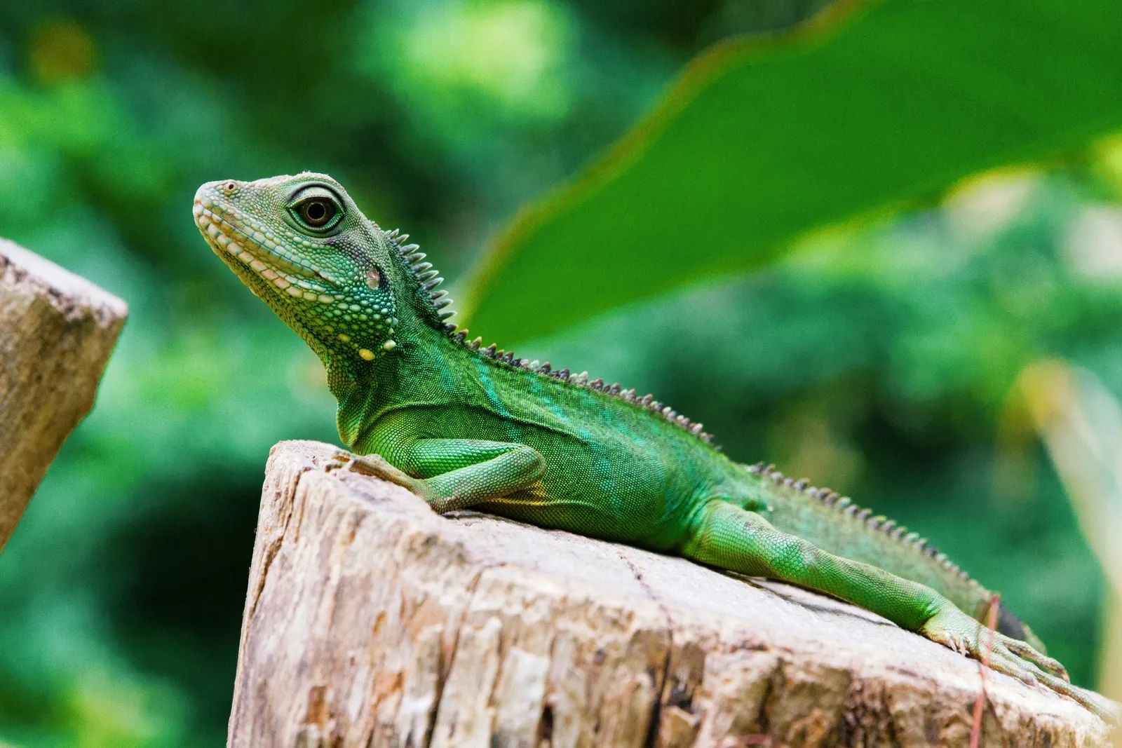 Exotic Reptile and Amphibian Trade Carries Biodiversity and Health Risks, but Experts Say Fixes Could Come Quickly