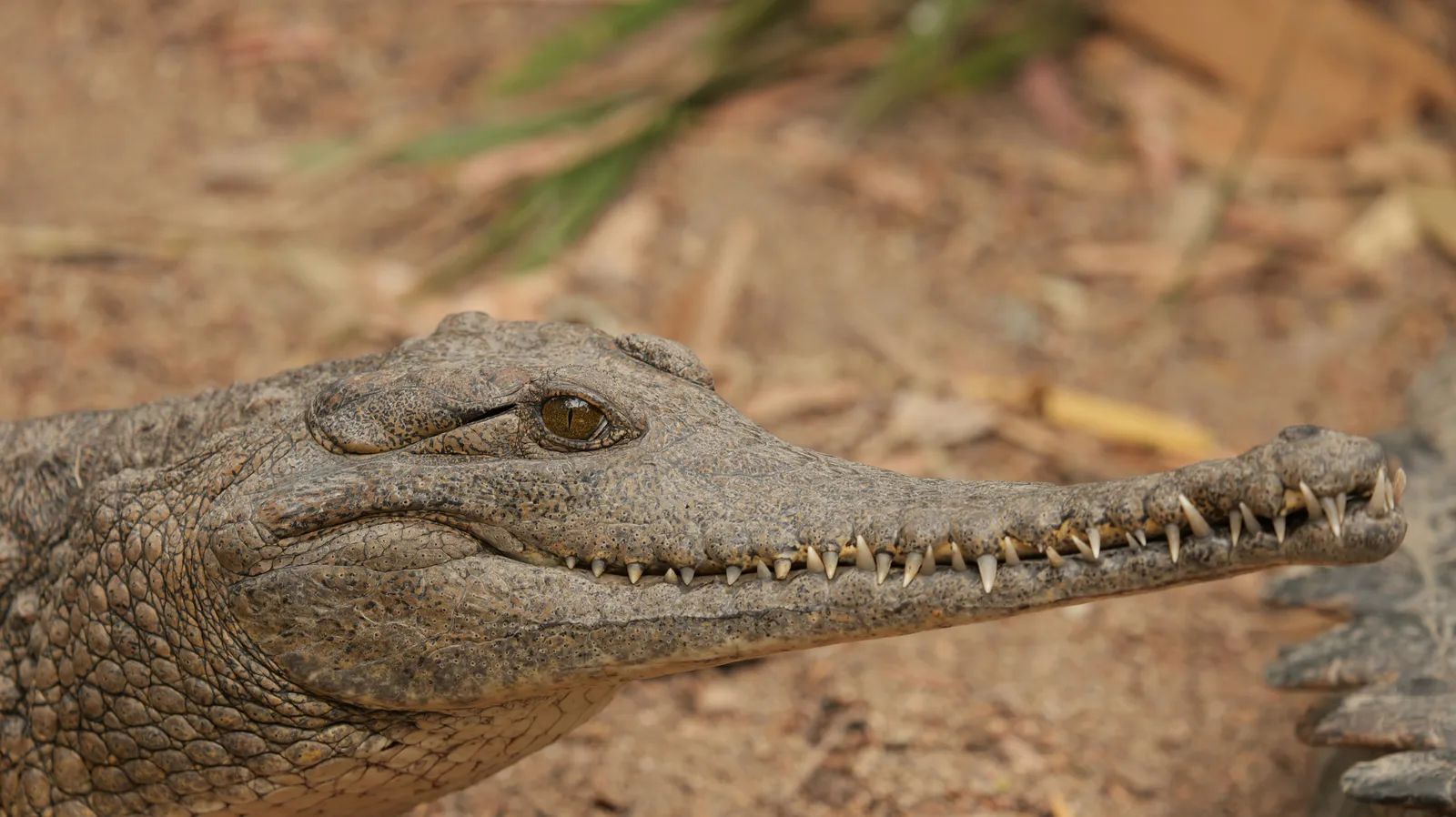 Crocodiles and Aztec Methods Revive Mexico Mangroves