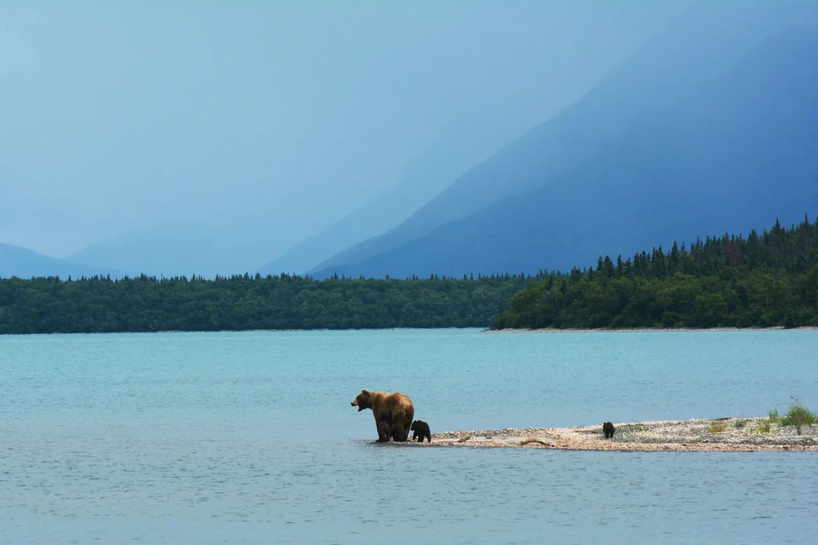 Exclusive Cruisetour Access to Denali and the Arctic Circle