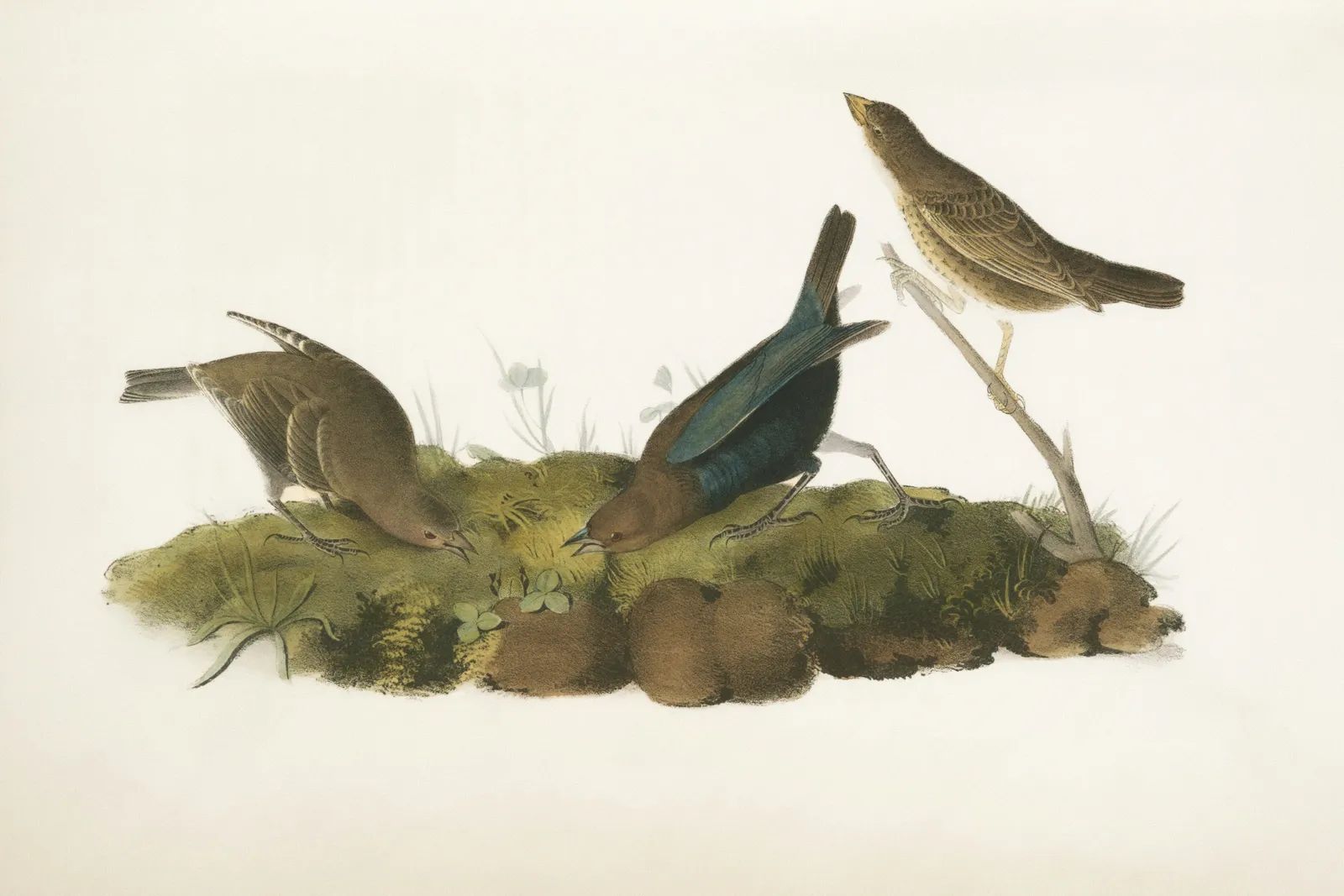 The Artist Who Painted Every North American Bird