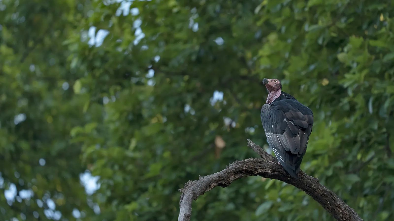Chad Project Targets Poisoning and Illegal Killing to Protect the Endangered Egyptian Vulture
