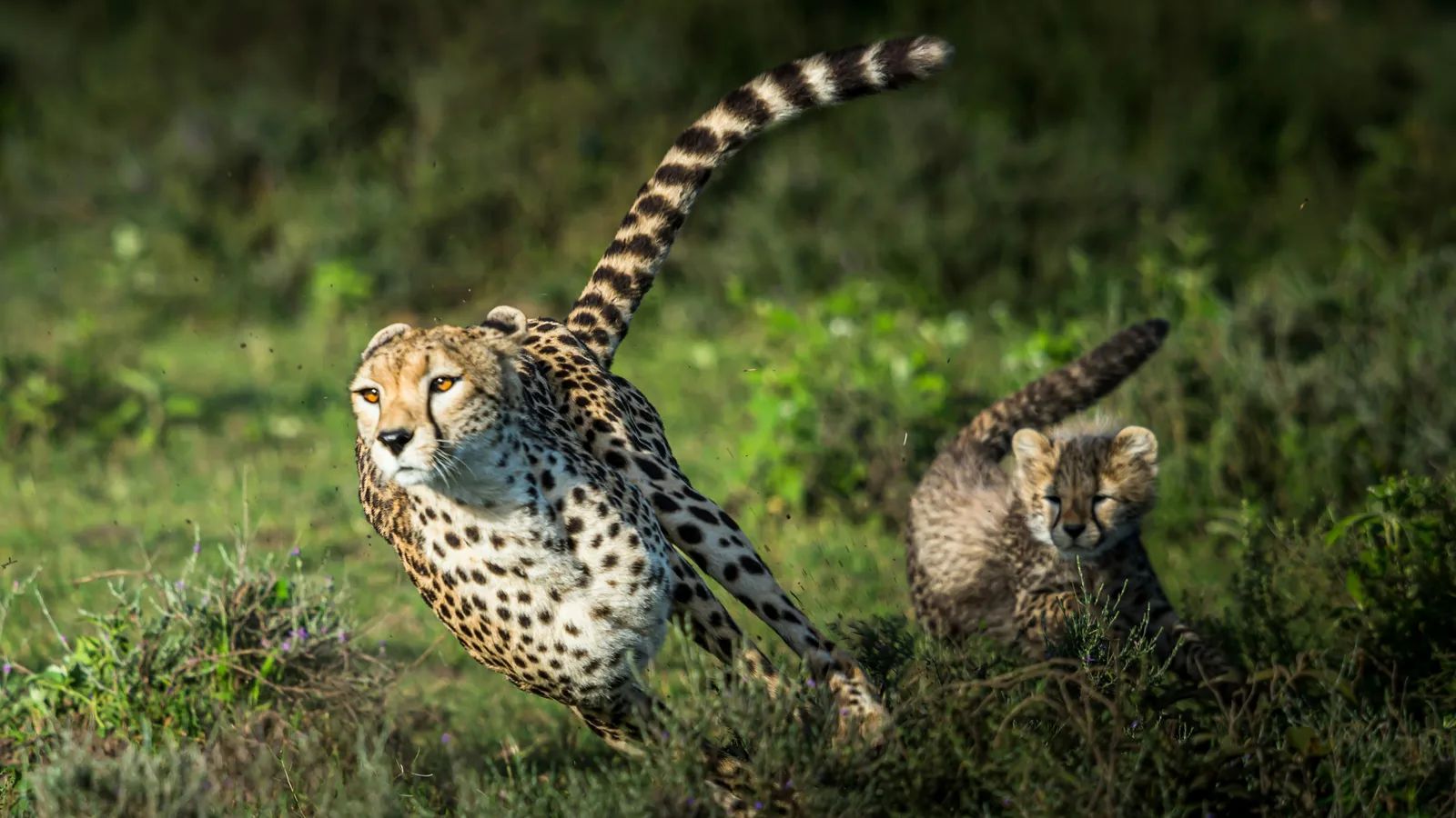 Captive-Born Cheetahs Released in South Africa Are Now Raising Their ...