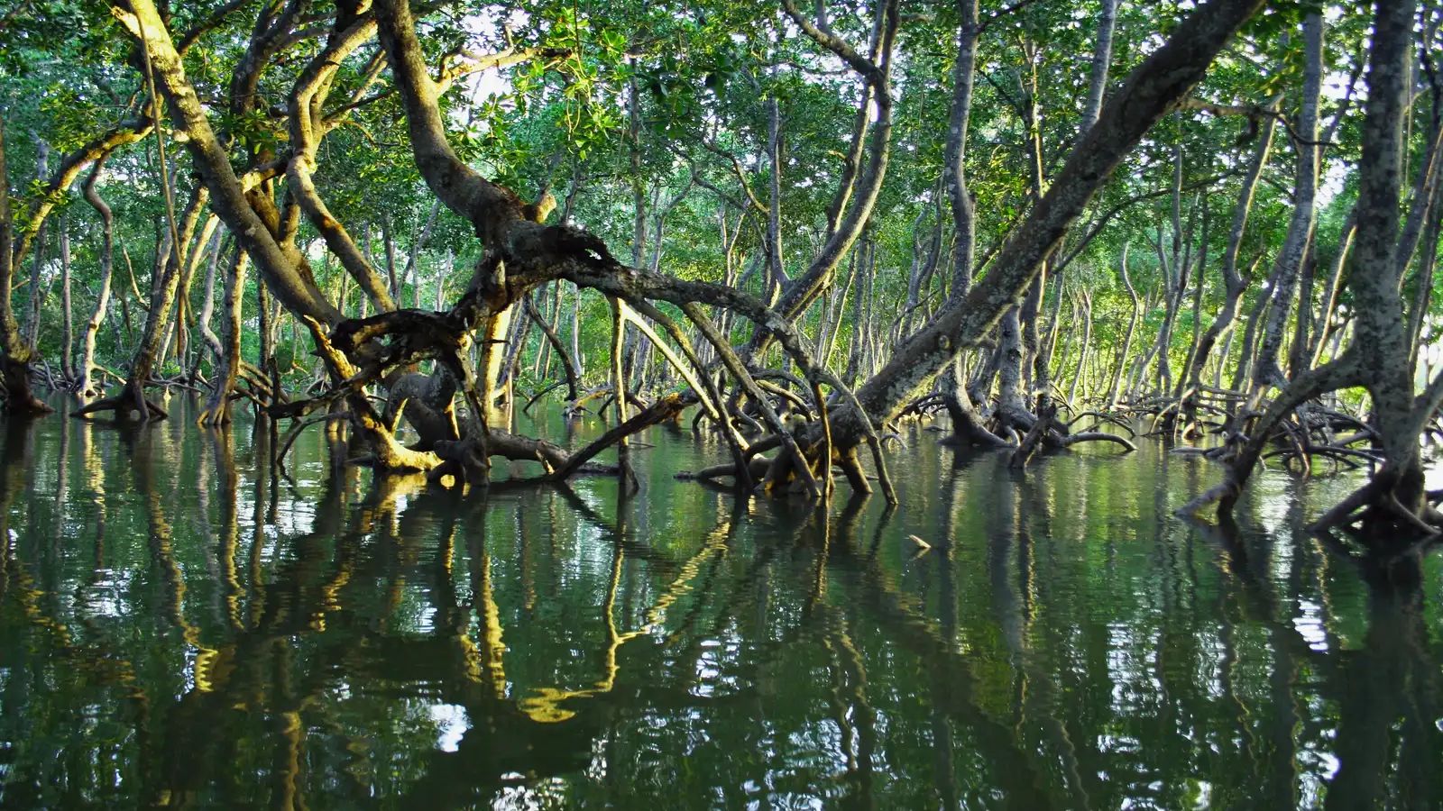 Mangroves Rebound After Decades of Decline