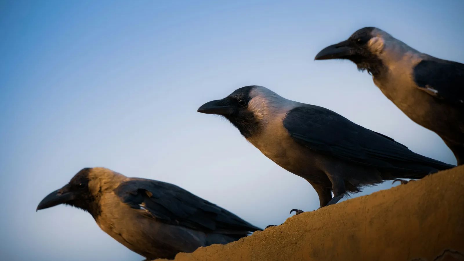 The Crows You See Every Day Are Far Stranger Than Their Halloween Image ...