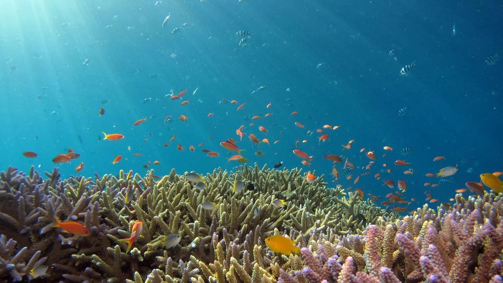 Even Maui’s Coral Reefs Carry a Hidden Record of Human Activity ...