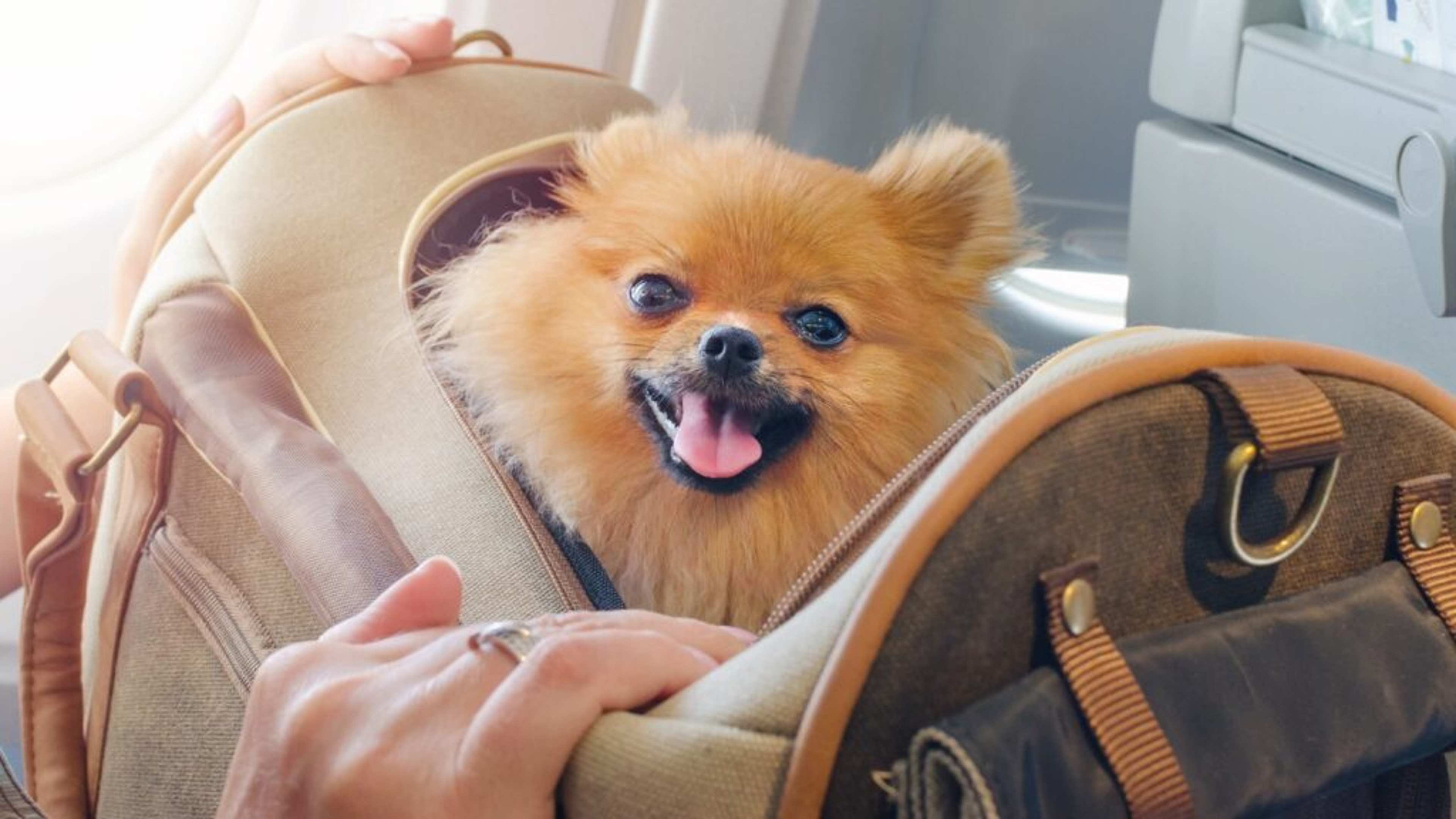 18 Items Vets Say Every Traveling Dog Owner Needs