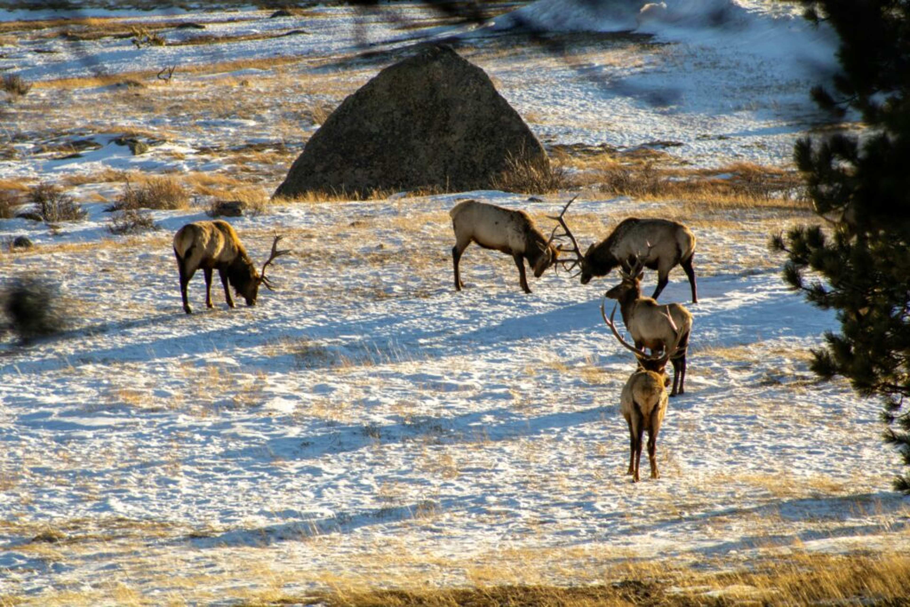 Where Reindeer Roam: Life Among Mongolia's Nomadic Herders