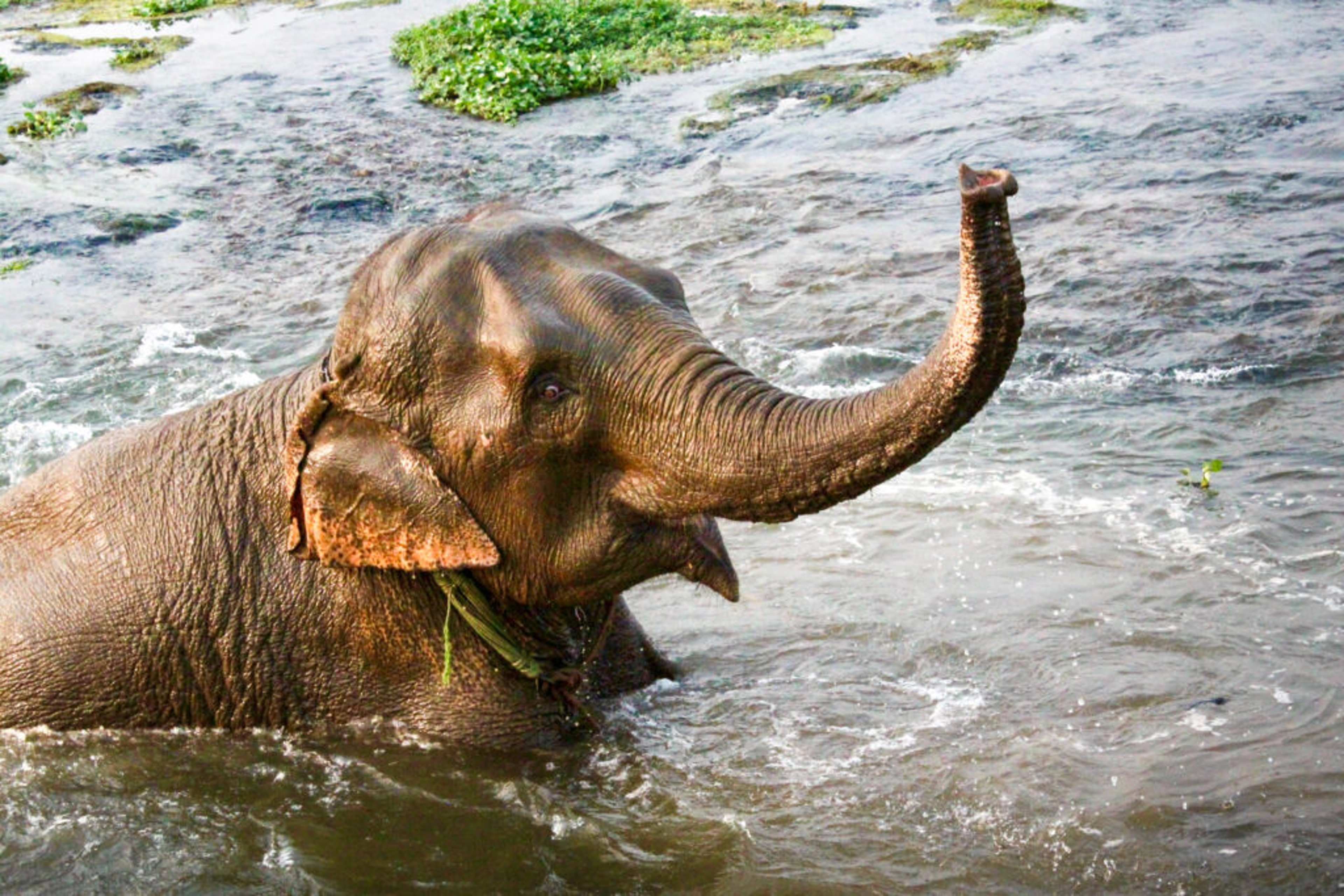 I Traveled to Nepal for the Mountains and Ended Up on Safari Instead