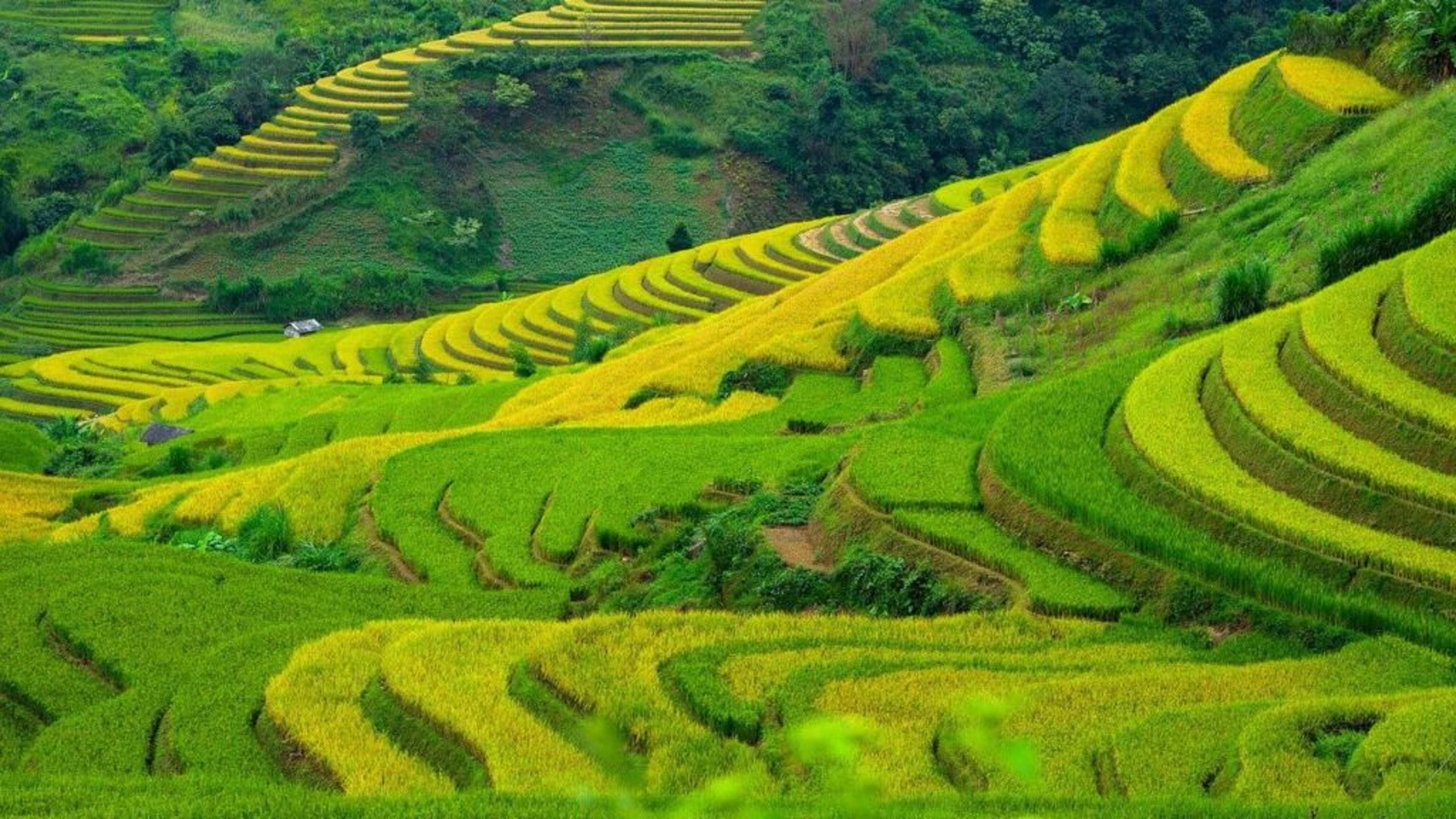 The Hidden Season: Why "Green Season" in Asia is Secretly the Best Time to Visit (and 40% Cheaper)