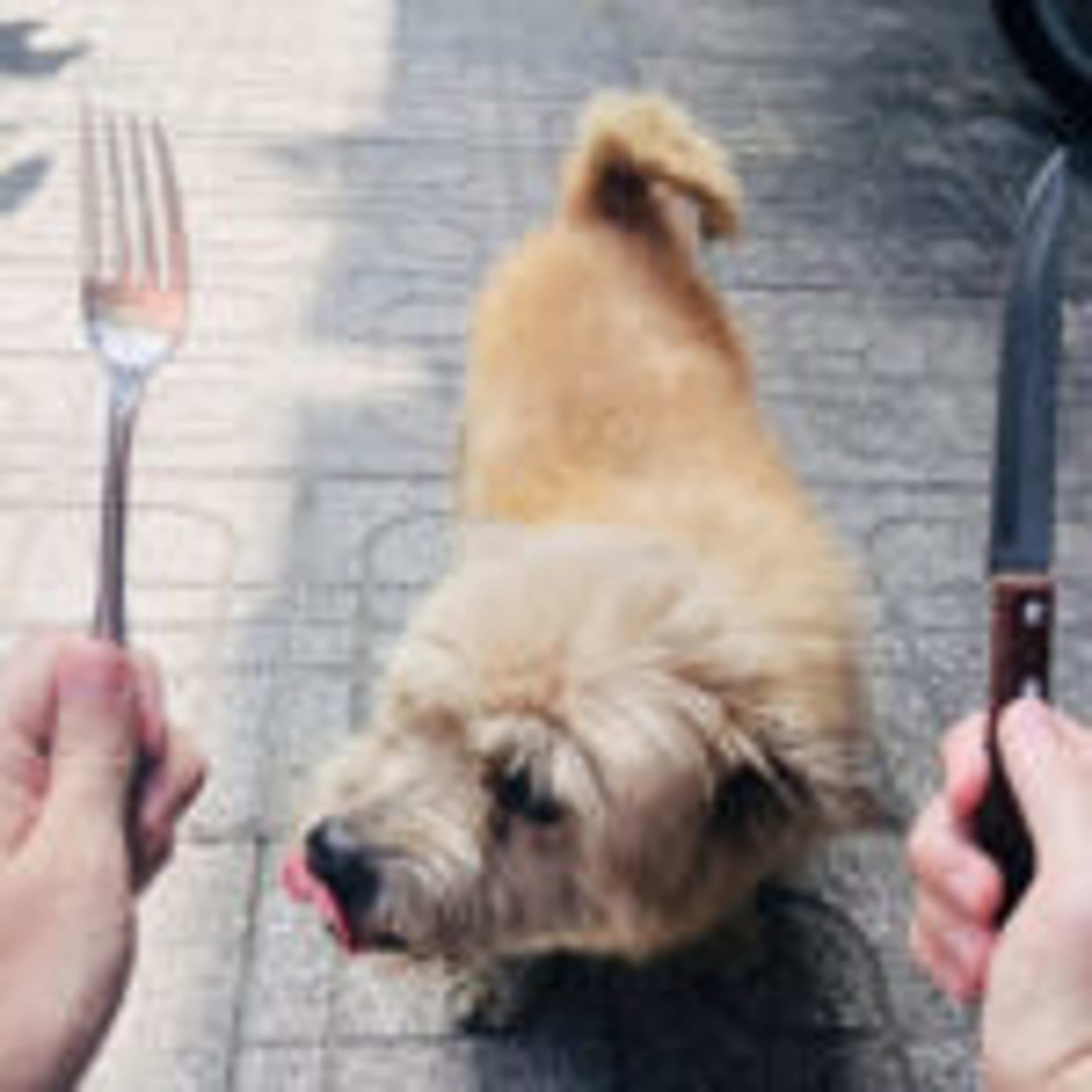 The Vietnamese Dog Meat Trade