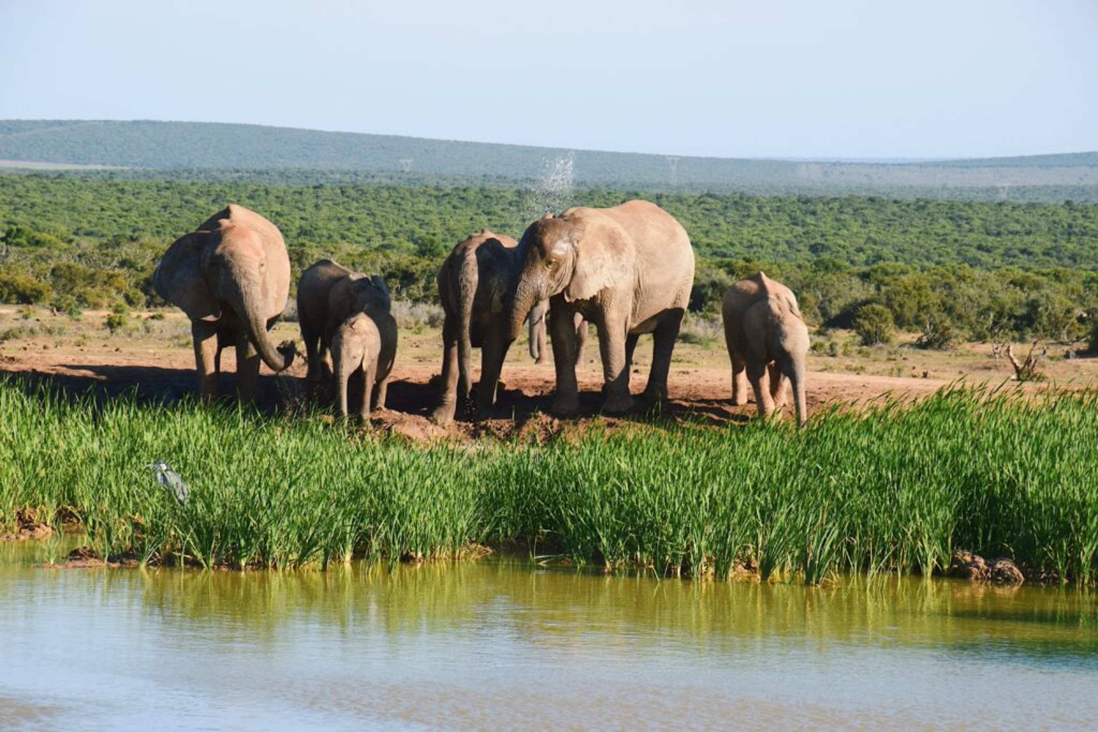 I Drove a Rental Car on a Self-Drive Safari in South Africa. This Is How It Went.