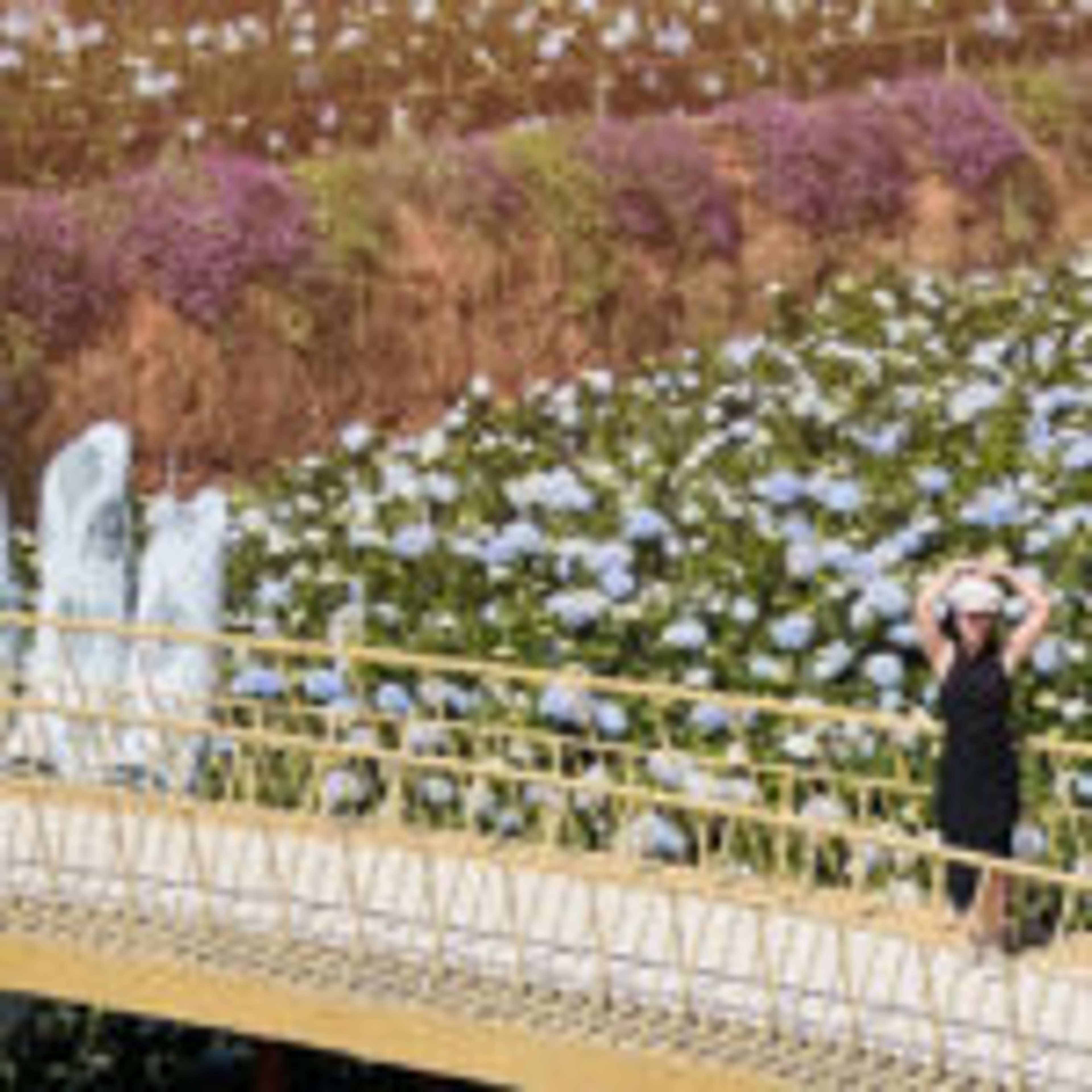 Garden Hydrangea Đà Lạt: Fields of Blue and a Perfect Photo Stop