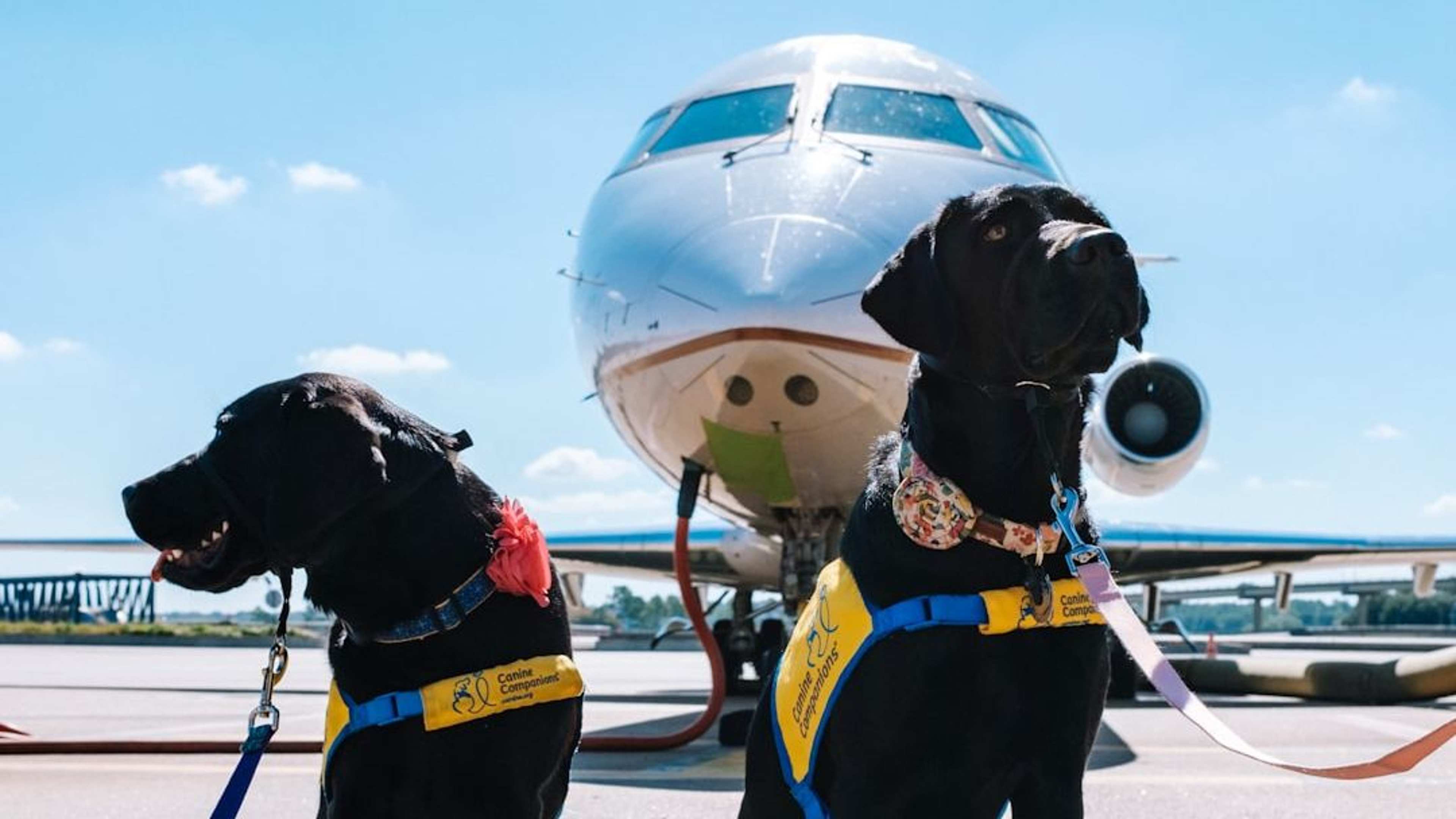 13 Things Airlines Never Tell You About Flying With Pets