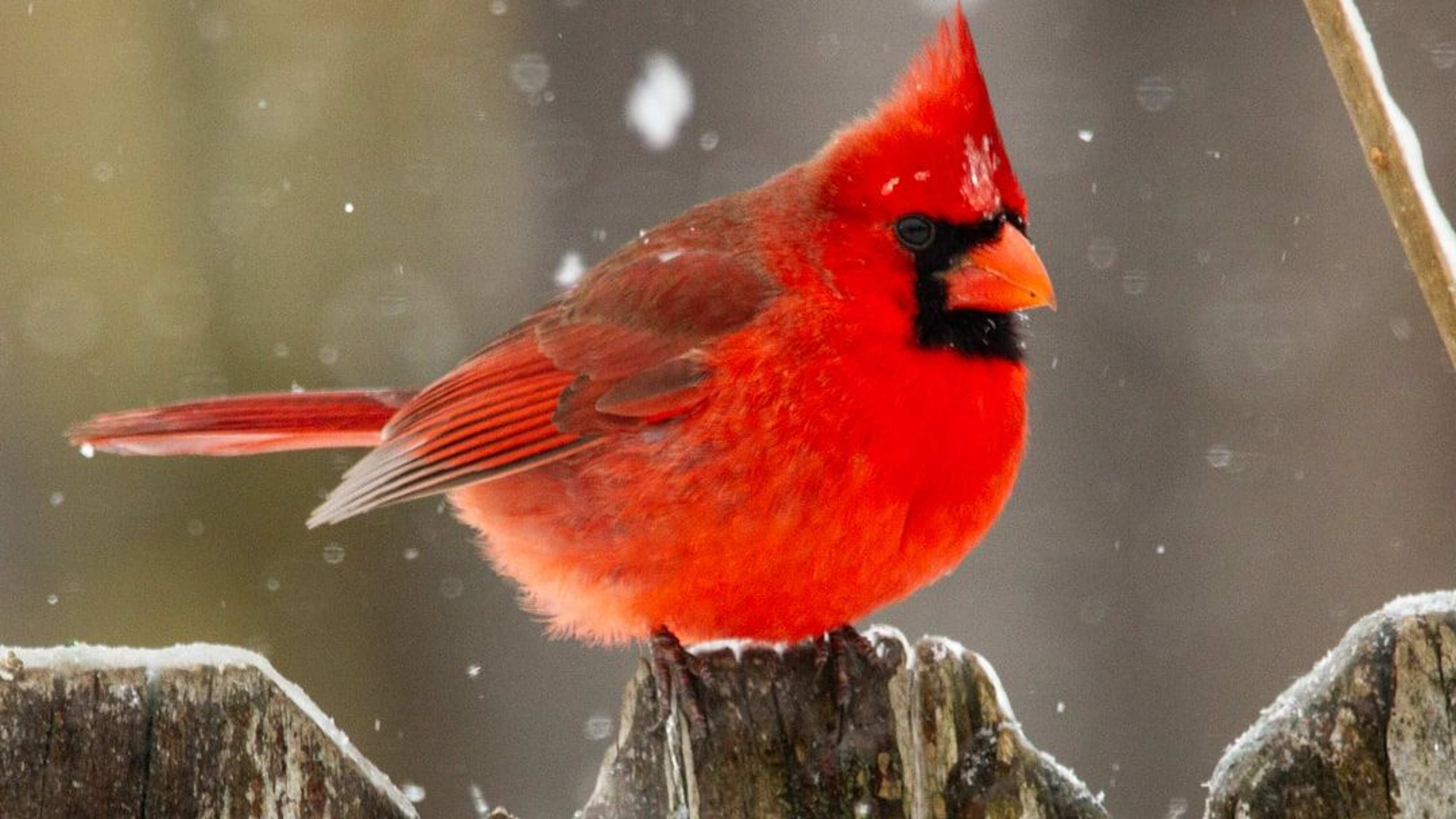 14 Things Backyard Birders Say Are Driving Cardinals Away – And Most Homeowners Never Realise It