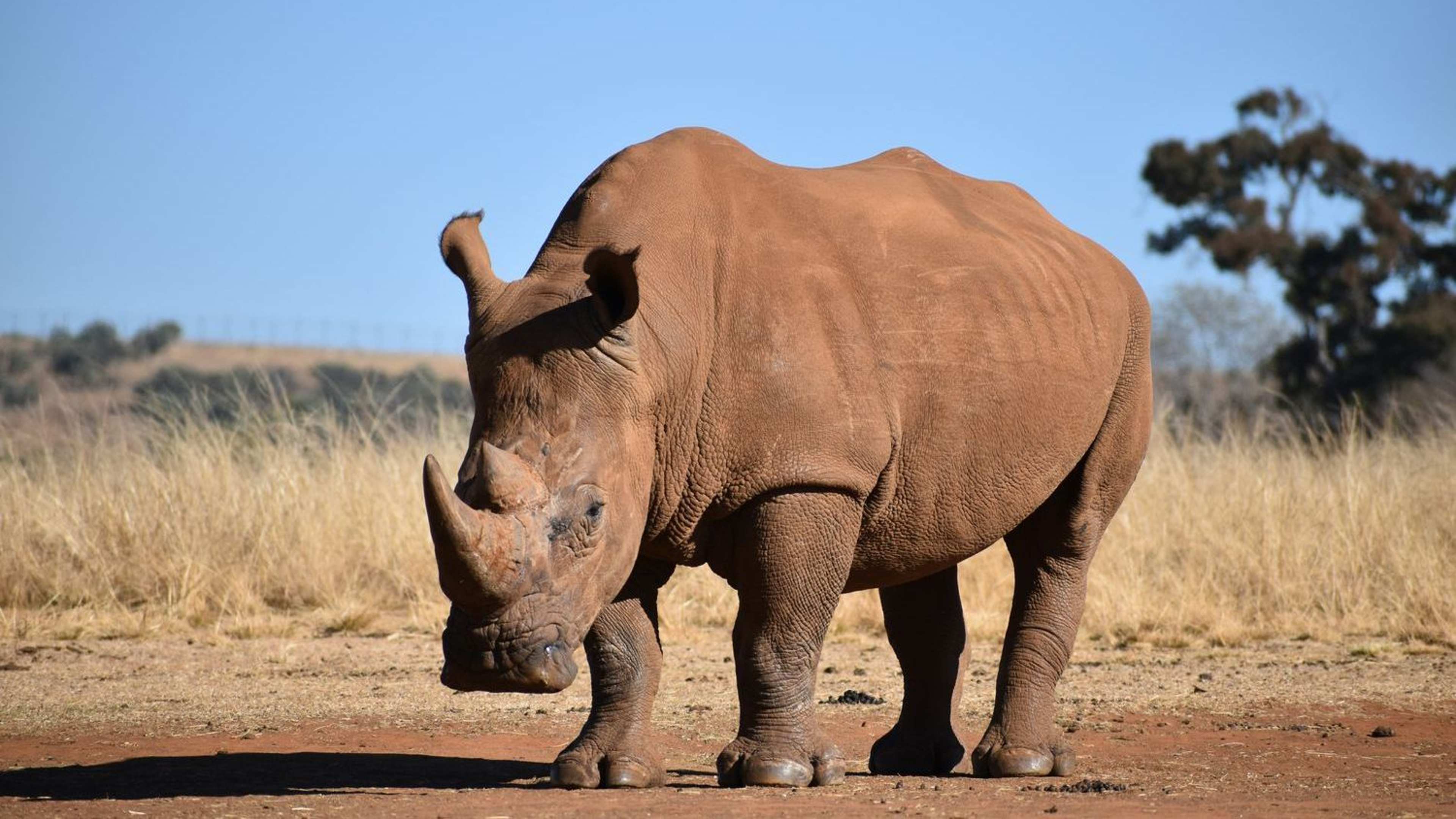 Zimbabwe's Black Rhinos: The Comeback No One Expected