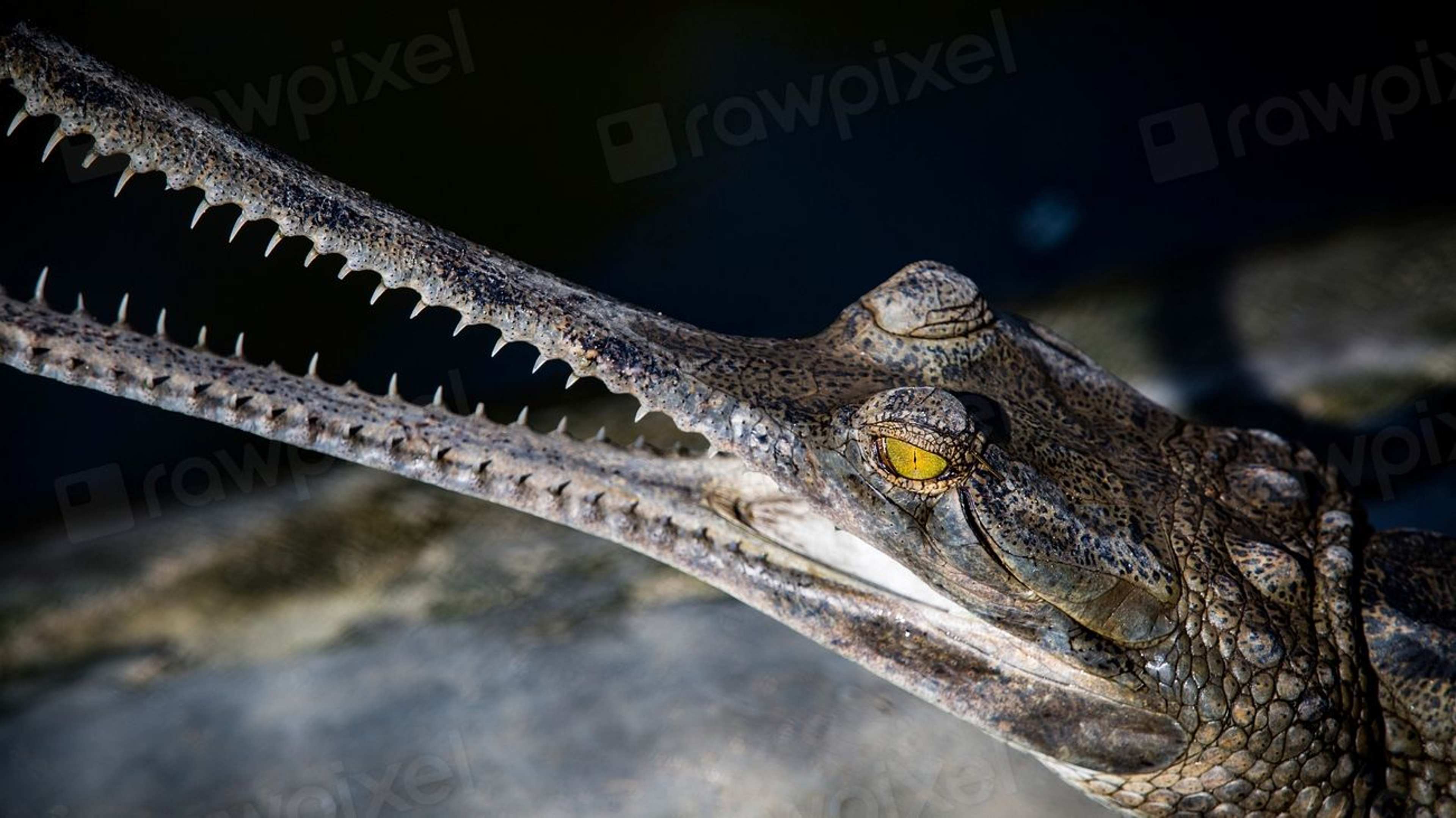 Why the Most Unusual Crocodile in the World Is Also the Most Vulnerable Right Now