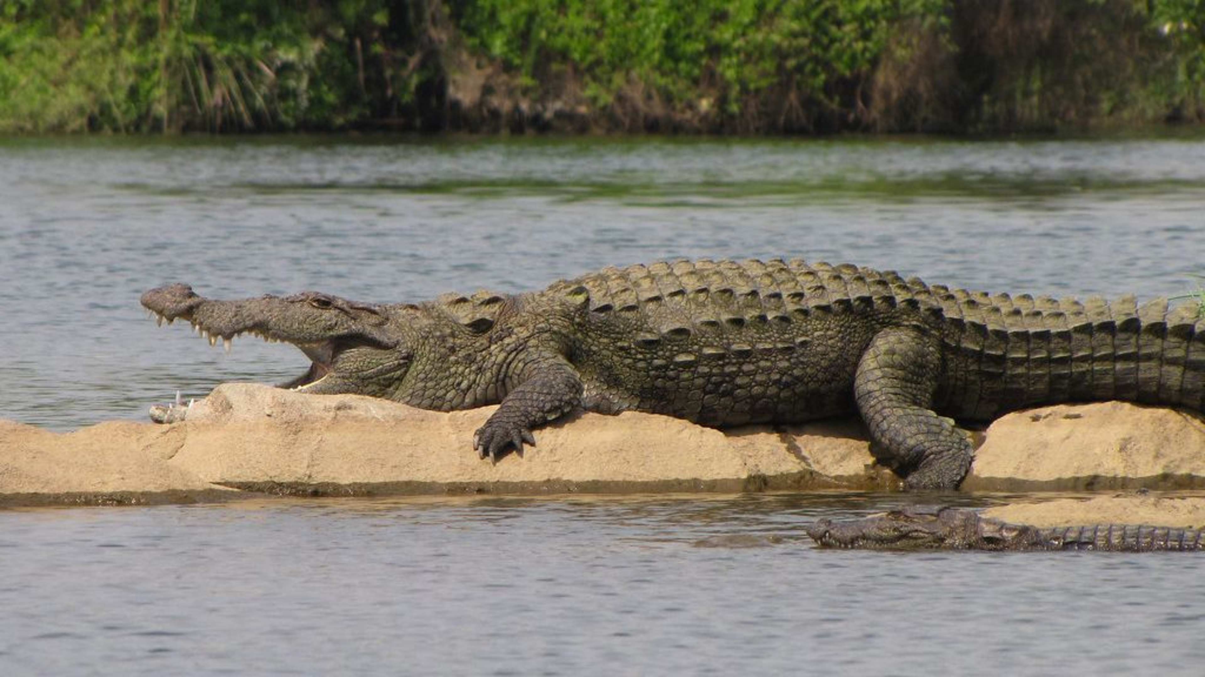 What a Remote West African Crocodile Is Teaching Scientists About the Limits of Animal Behaviour