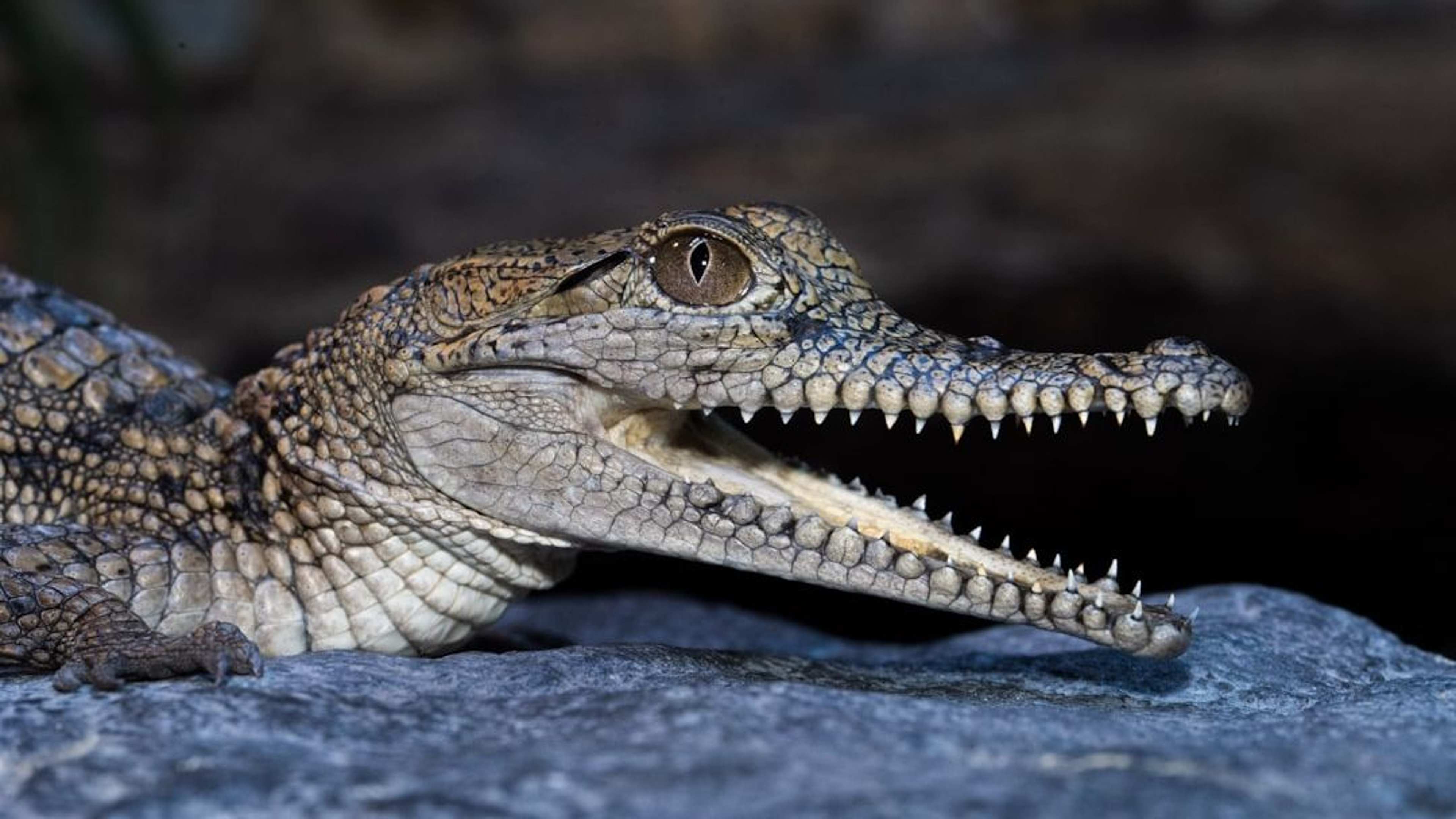 West Africa's Rarest Crocodile Is Running Out of Time – and the Threat Is Closer Than Anyone Admits