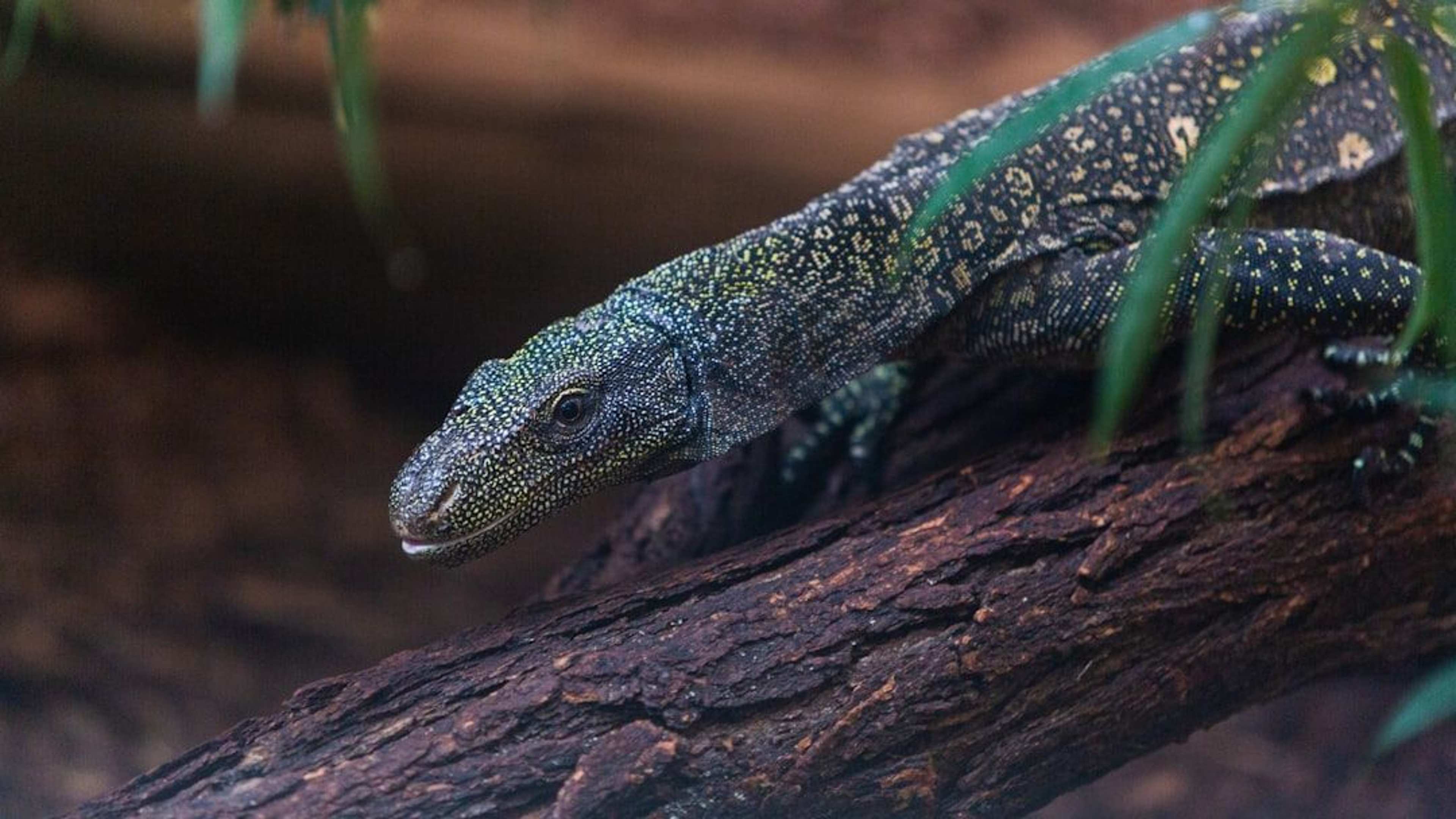The Ancient Crocodile Species Hiding in West Africa's Forests That Defies Everything We Know