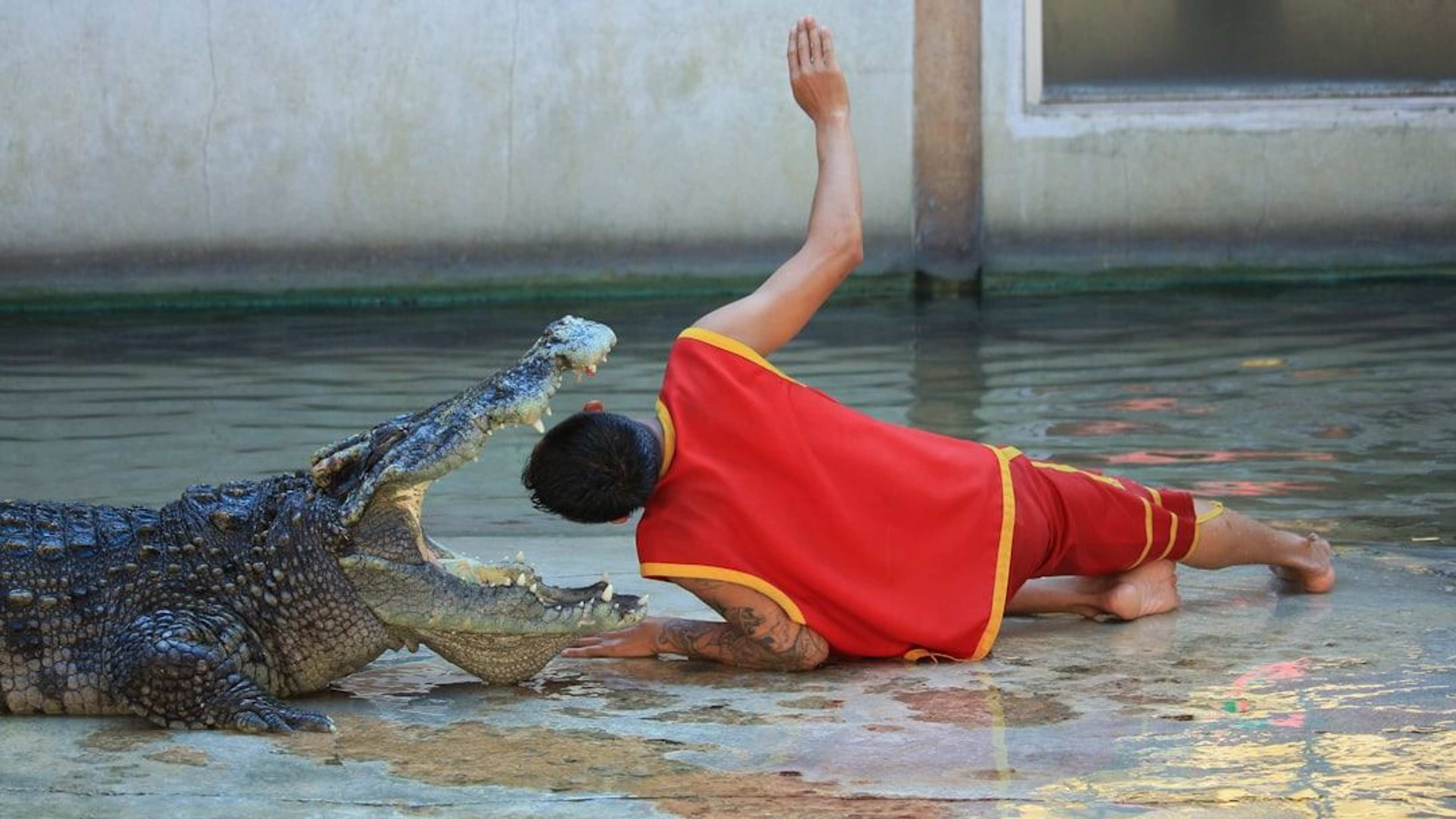 Why West Africa's Sacred Crocodiles Have Lived Alongside Humans for Centuries Without Conflict