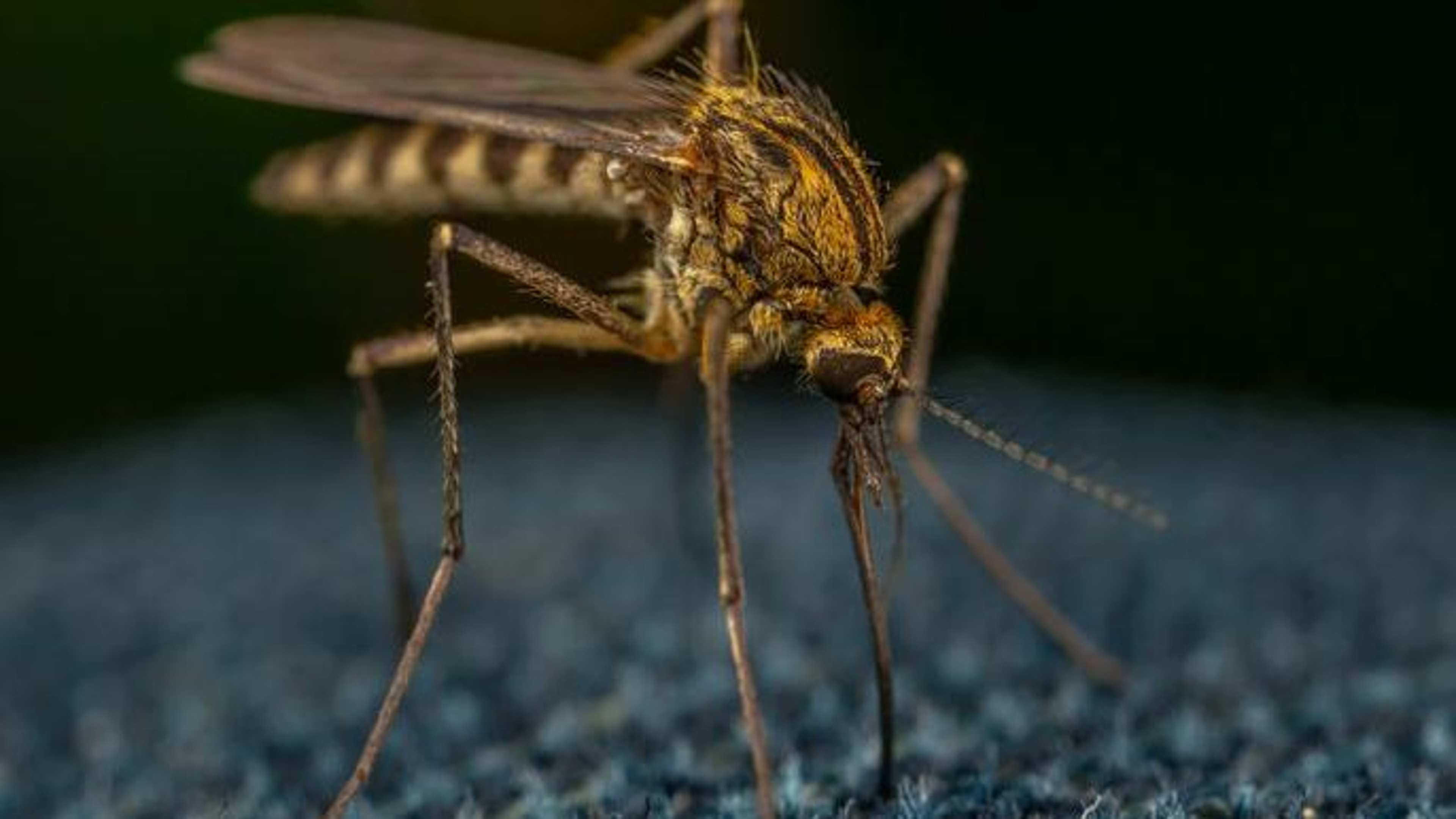 The U.S. City With the Most Relentless Mosquito Problem – and Why It Just Gets Worse
