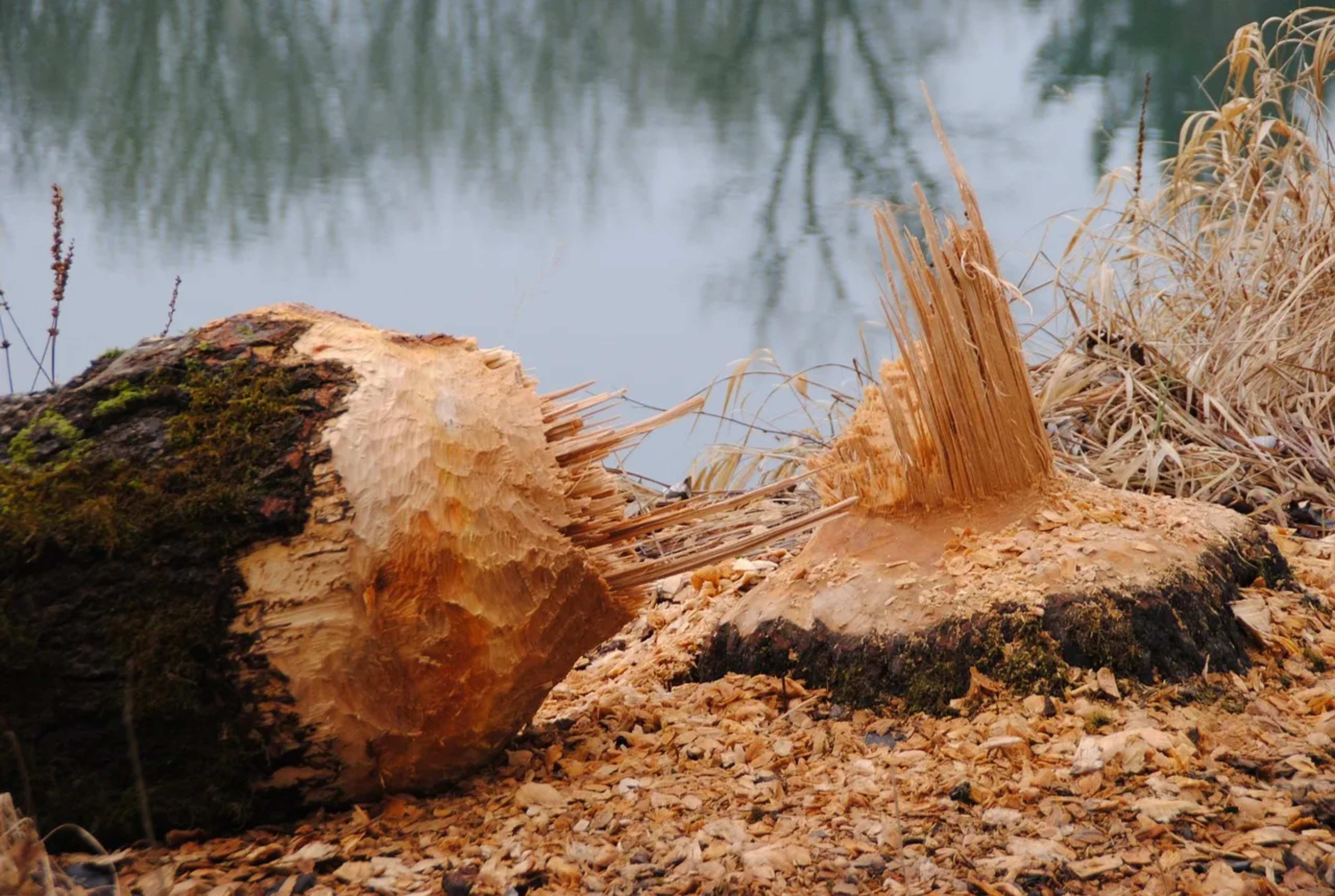 Wyoming Adds 130 Artificial Beaver Dams