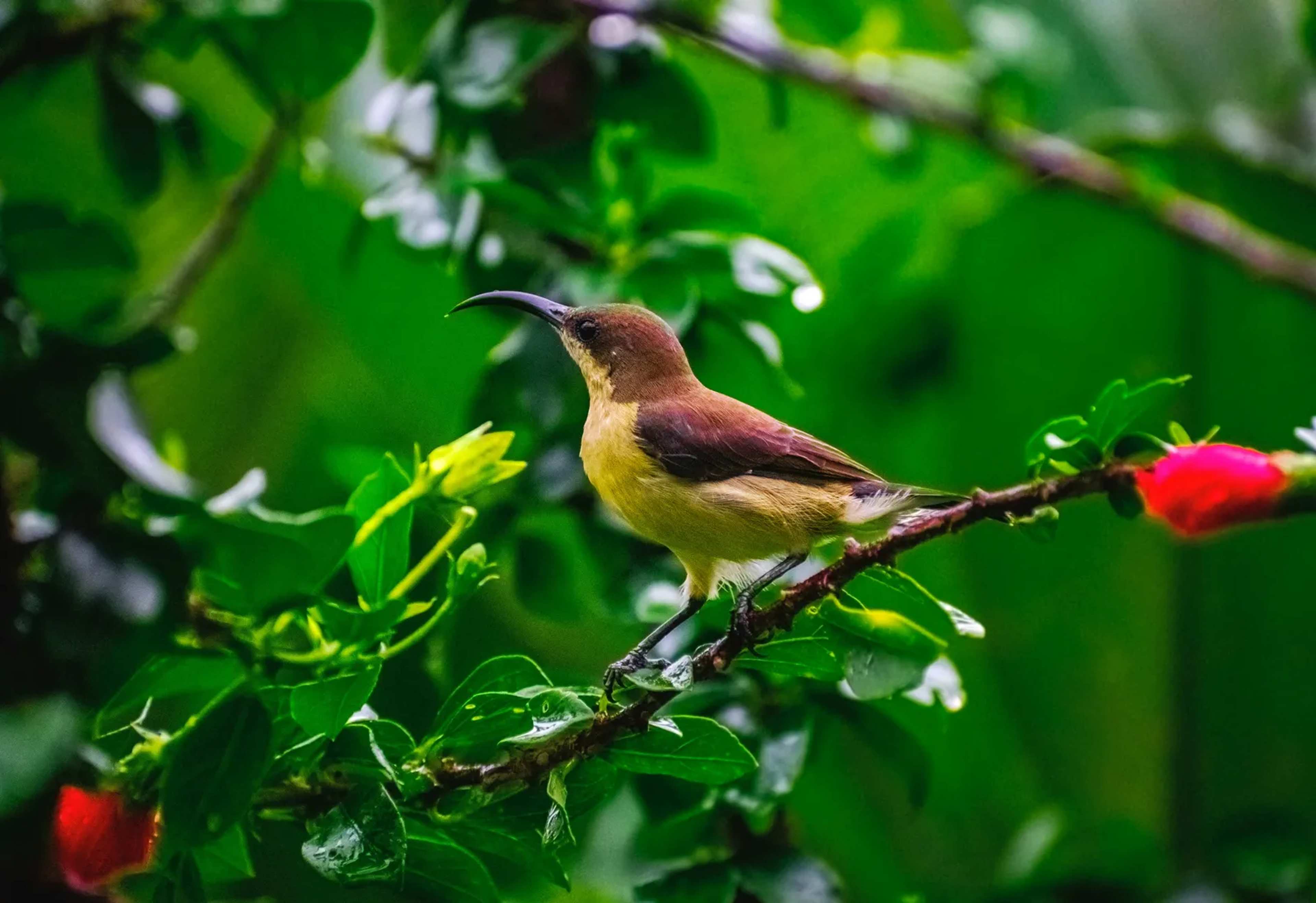 Bird Species Split After 120 Years of Confusion