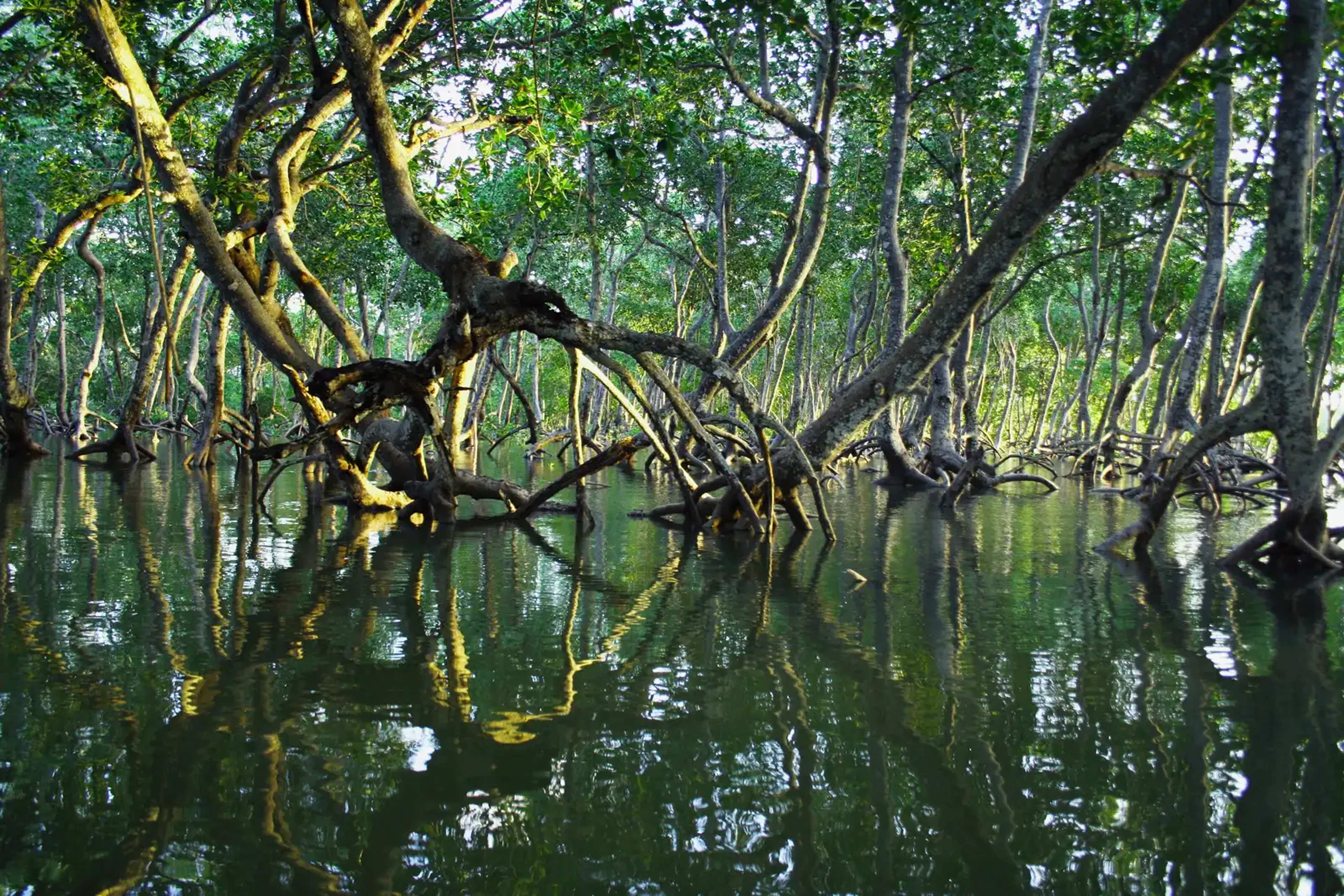 Discover Mangrove Wonders Through Award-Winning Photos