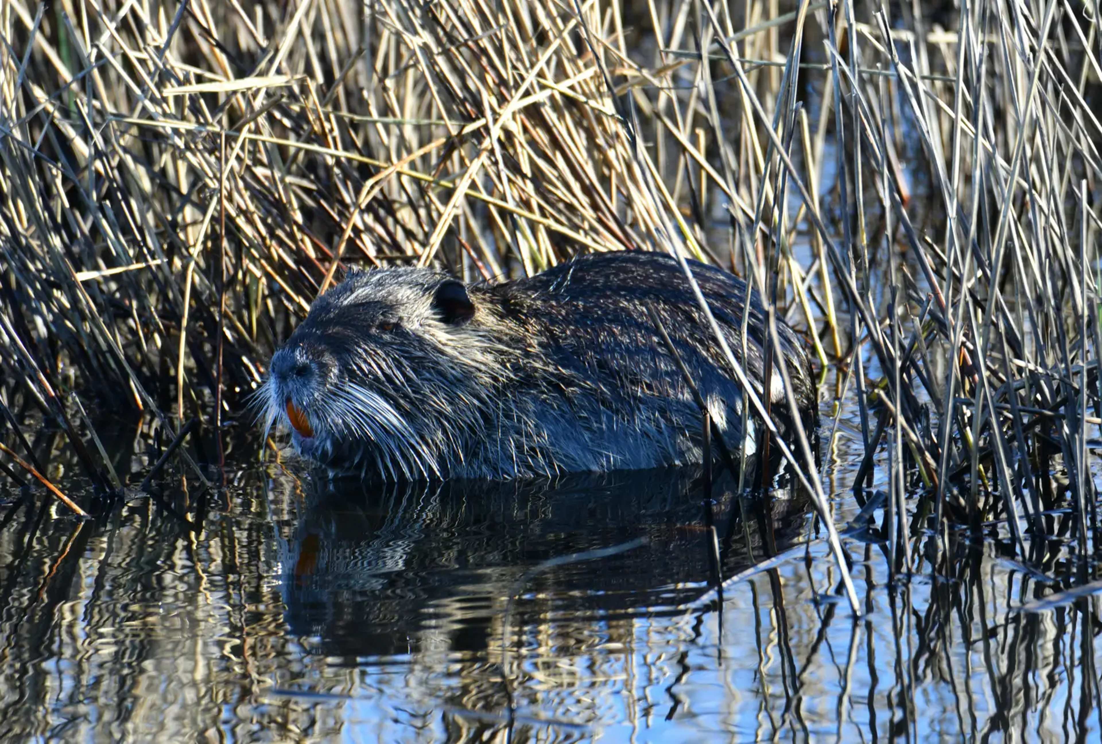 Beavers Reclaim a River After Mount St. Helens Eruption, But Infrastructure Threatens Progress