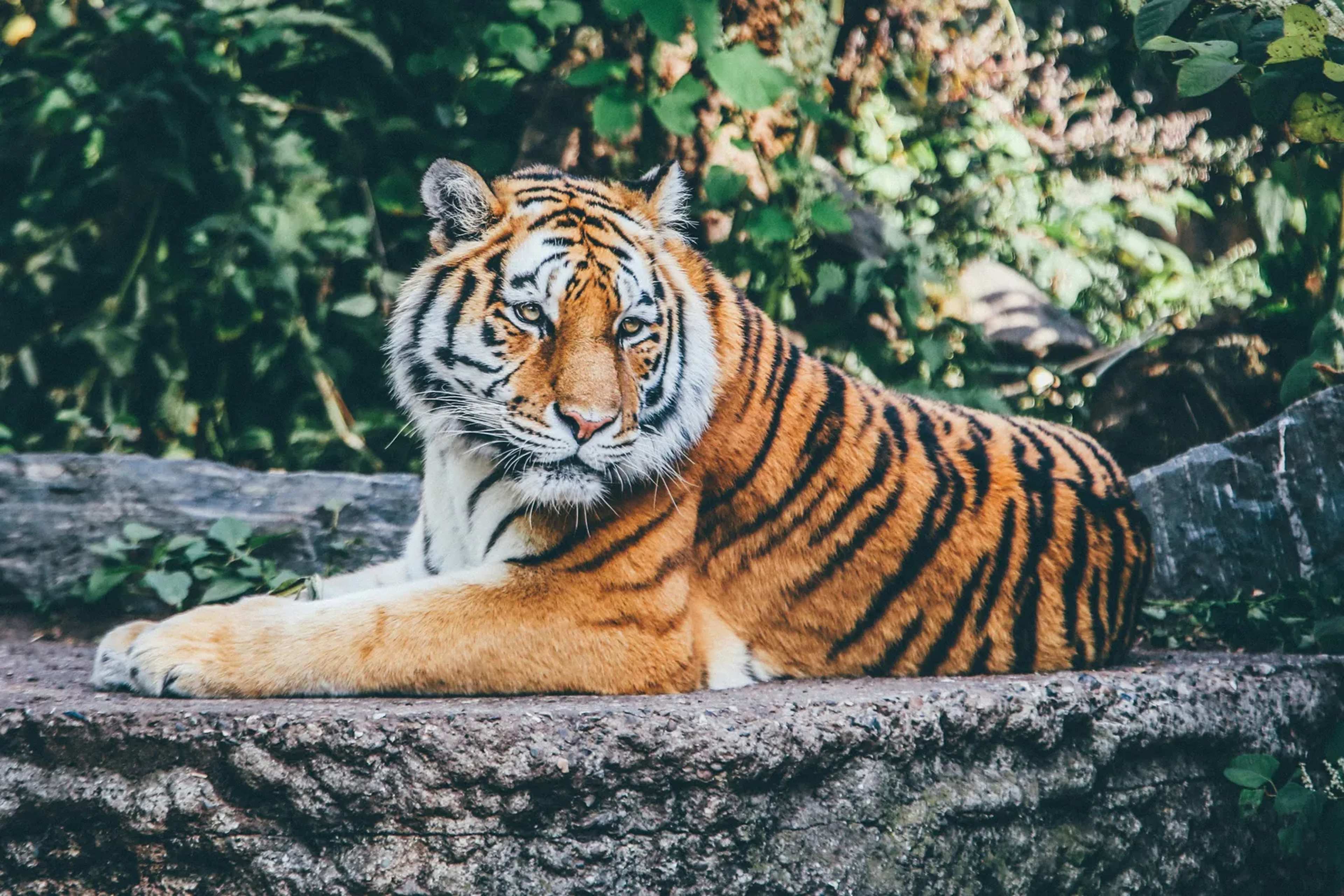 Bangladesh Prepares First Tiger Release After Rescue