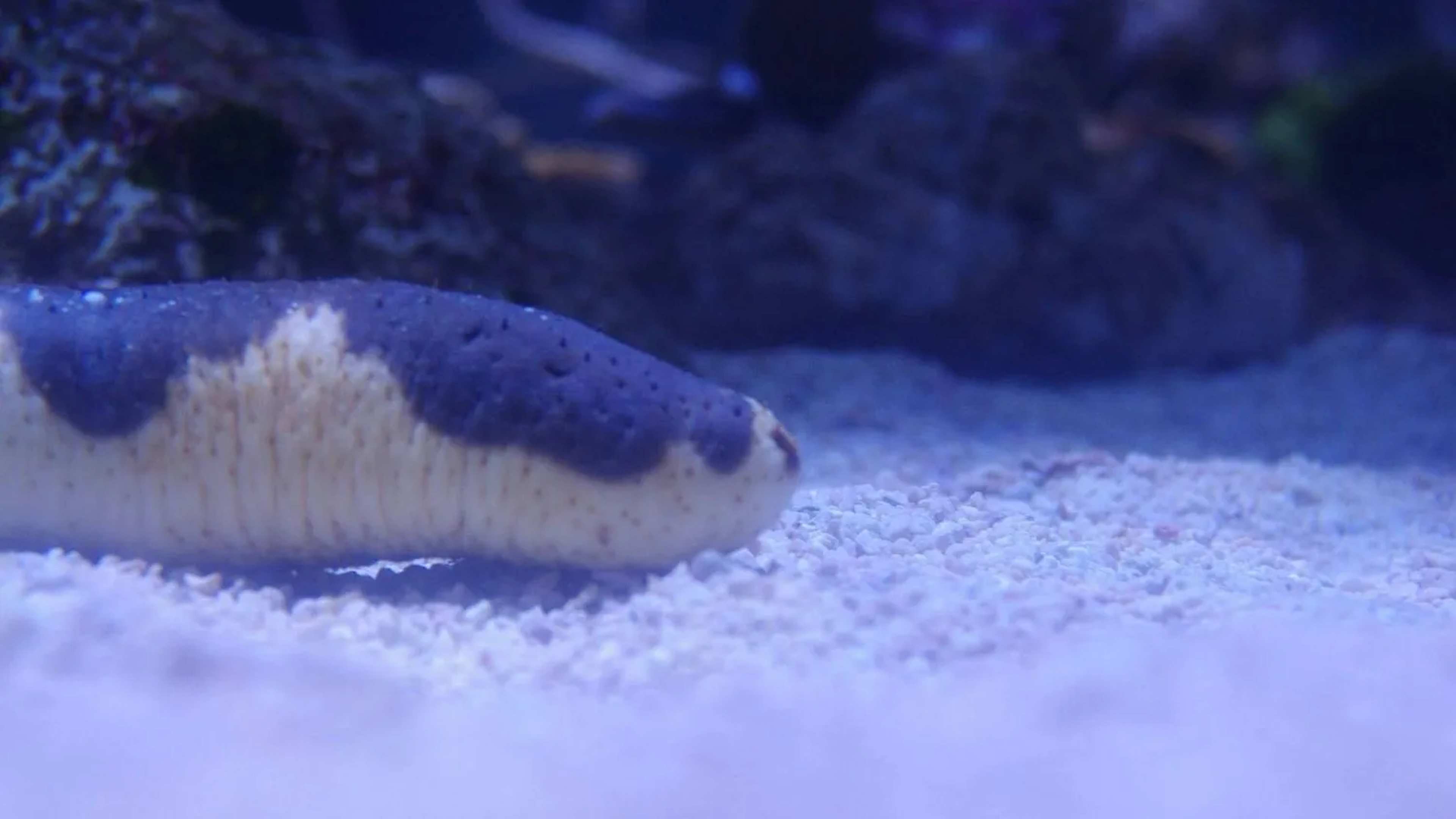 Sea Cucumber Populations Drop by More Than Half in Australia’s Remote Rowley Shoals