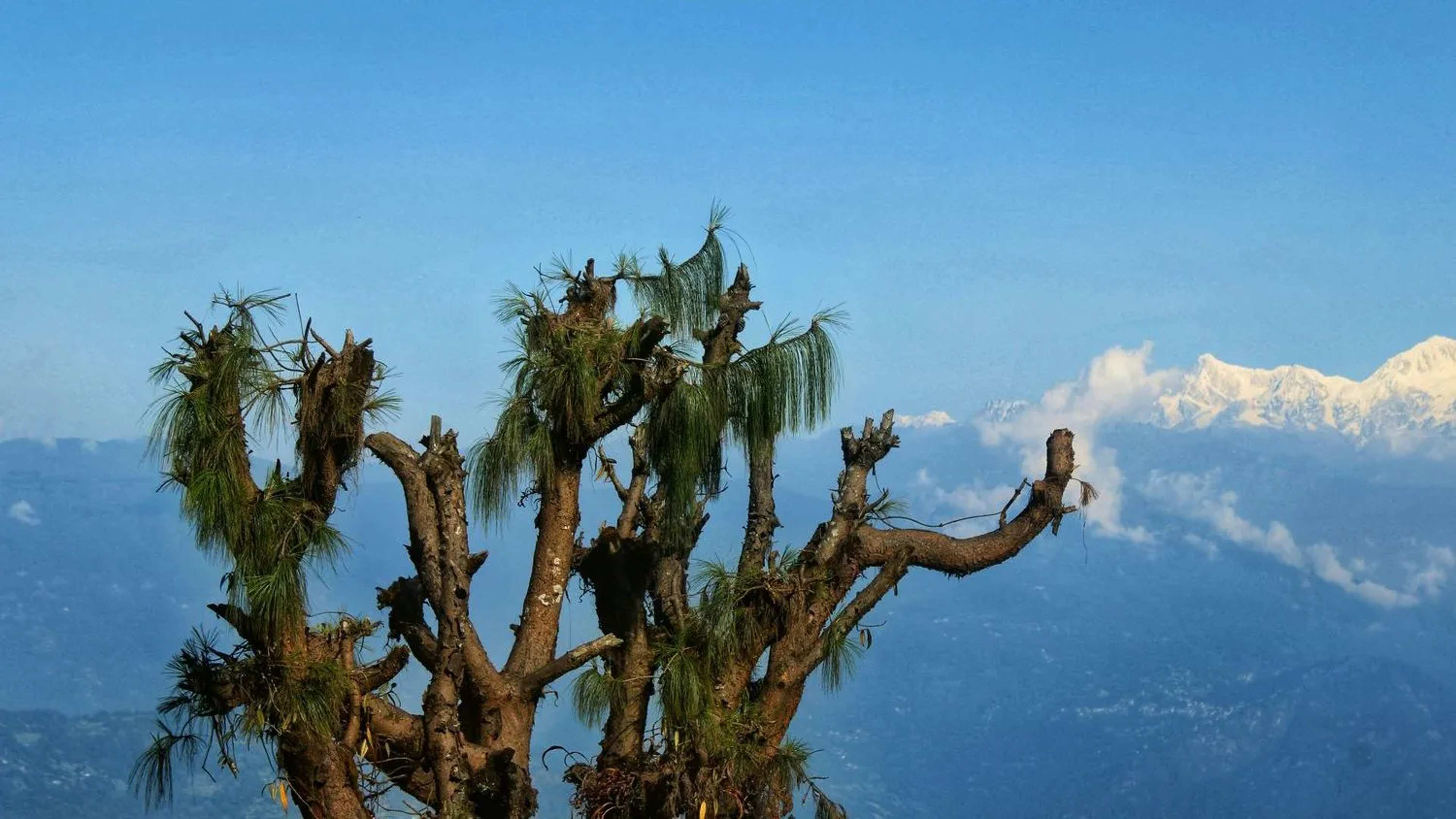 Himalayan Pangolin Finally Recognized as Distinct Species 189 Years After First Description