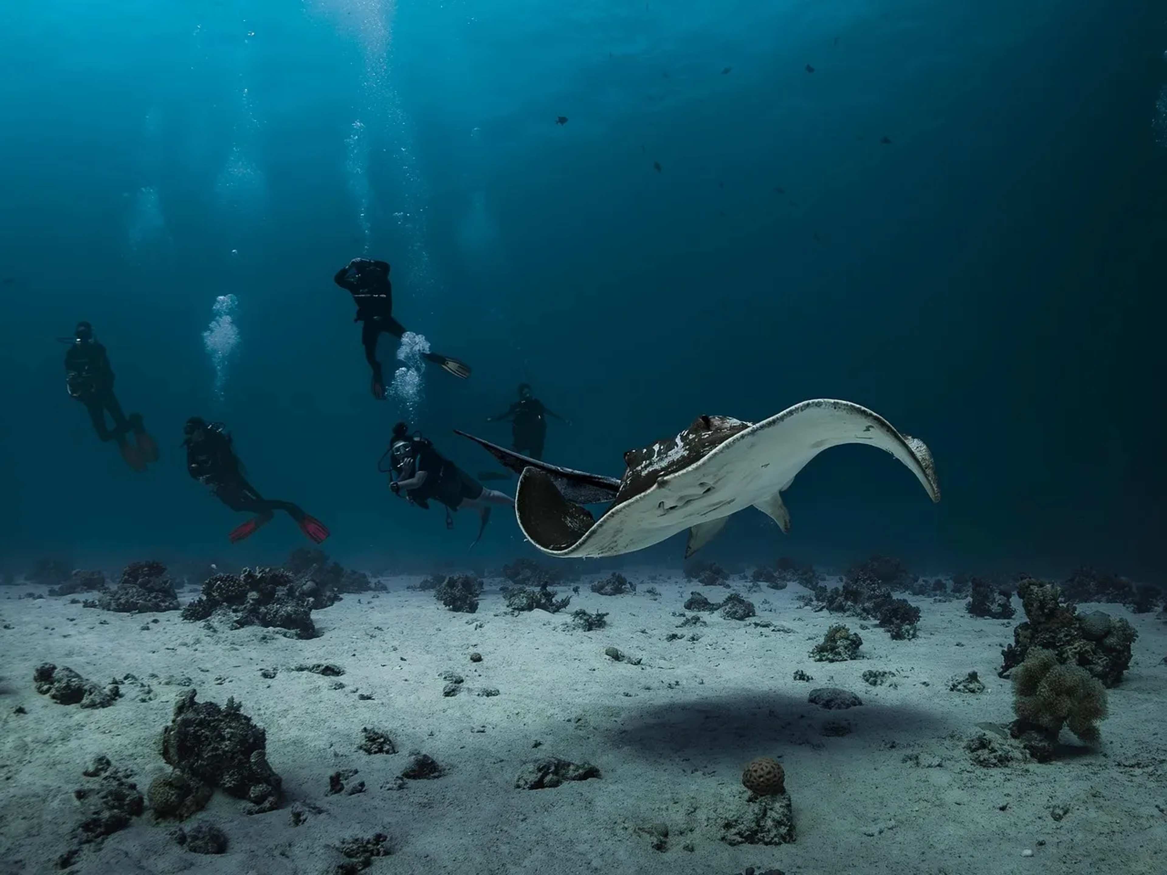 The Mediterranean Is Less Than 1% of the World's Ocean—But Hides 18% of All Marine Life