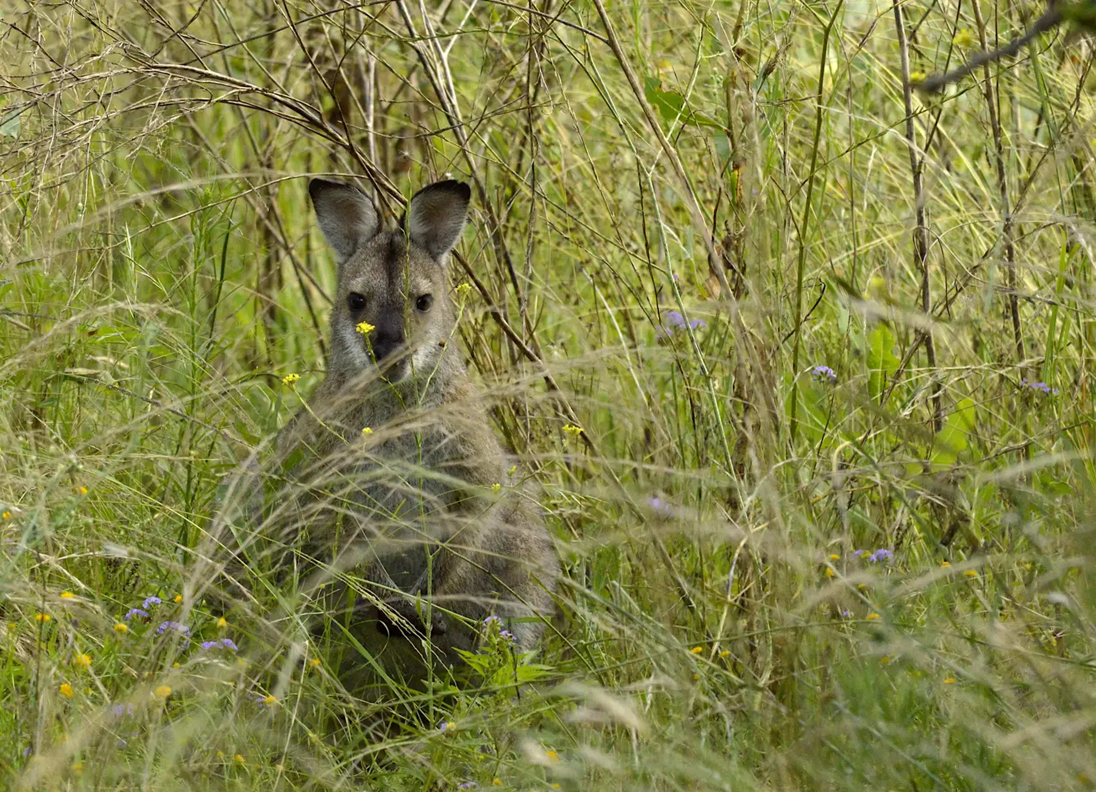 Beyond Yellowstone: How America’s East Coast Is Restoring Its Wild Heritage