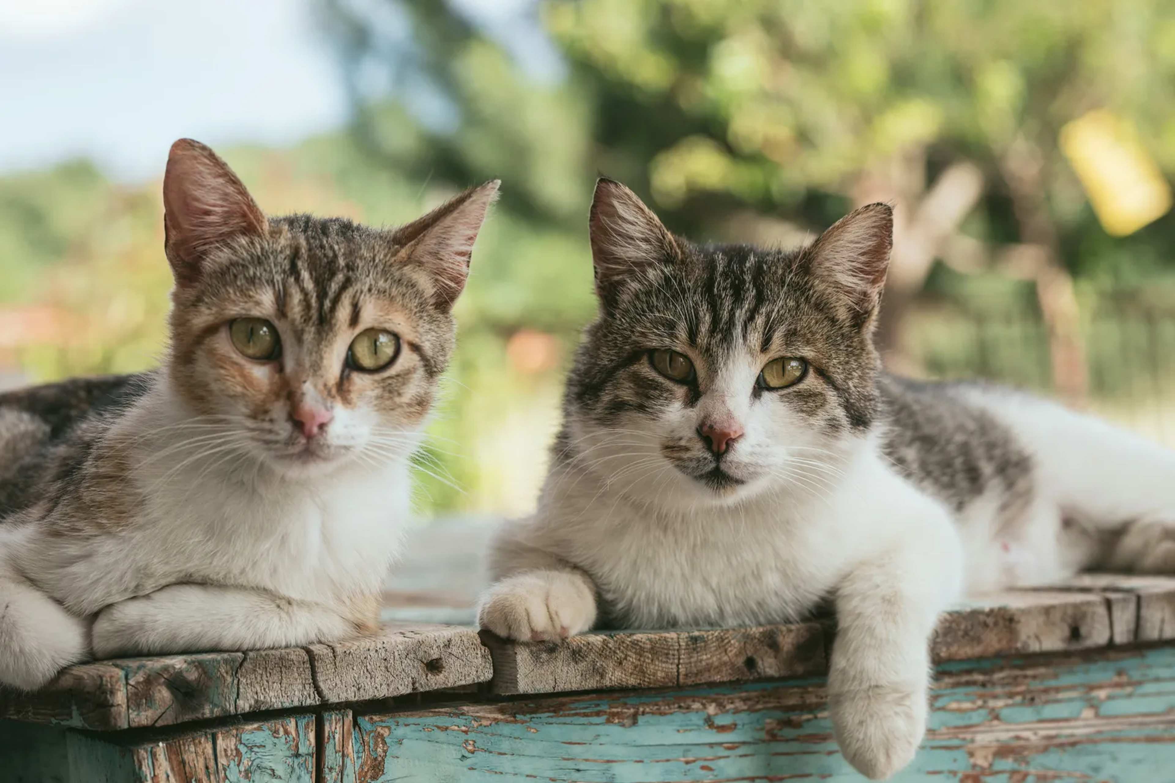 NYC Stray Cats Spread Roundworms Through Young Males