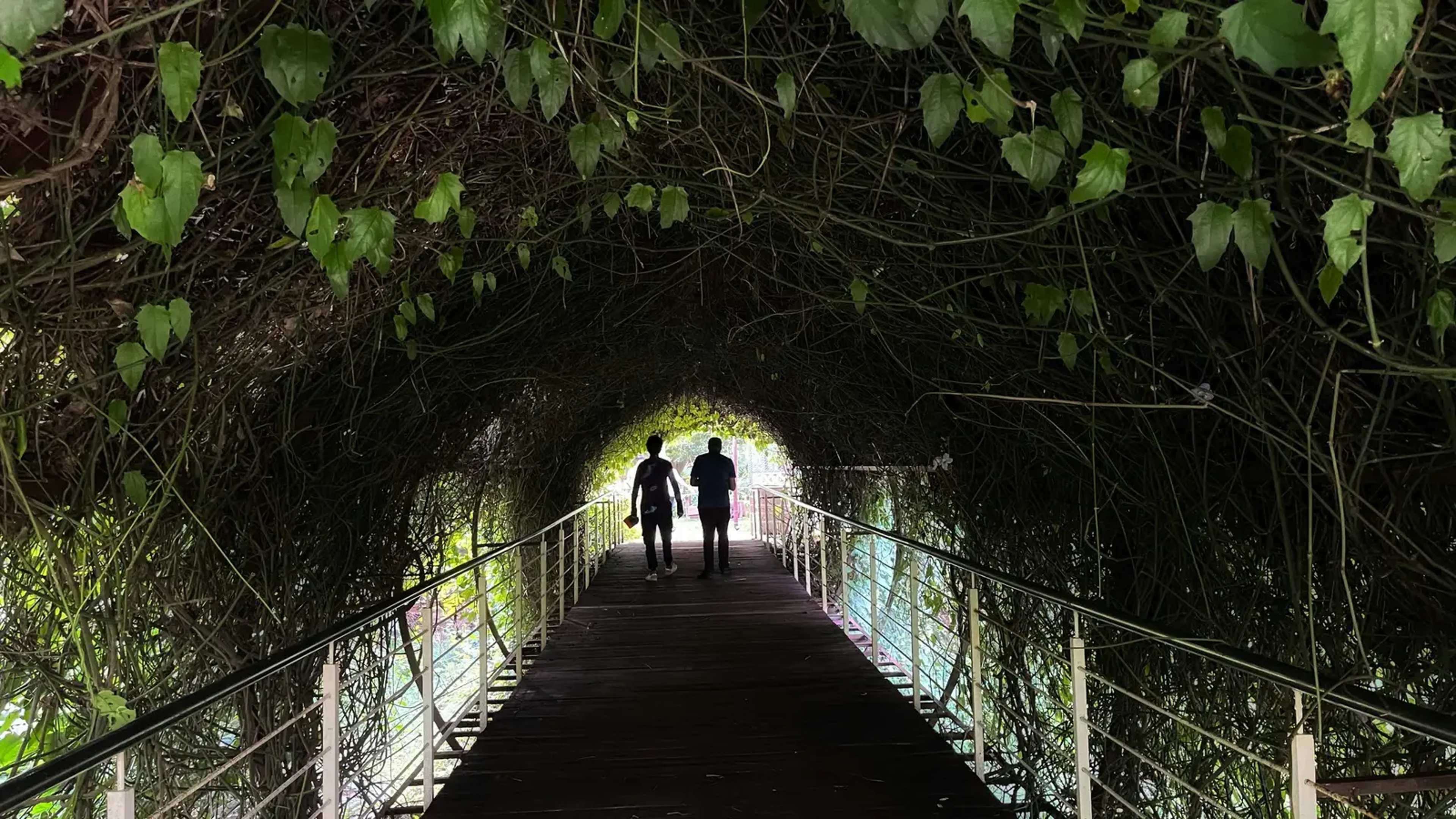 Canopy Bridges Over Roads: What Long-Term Monitoring Reveals About Their Effectiveness