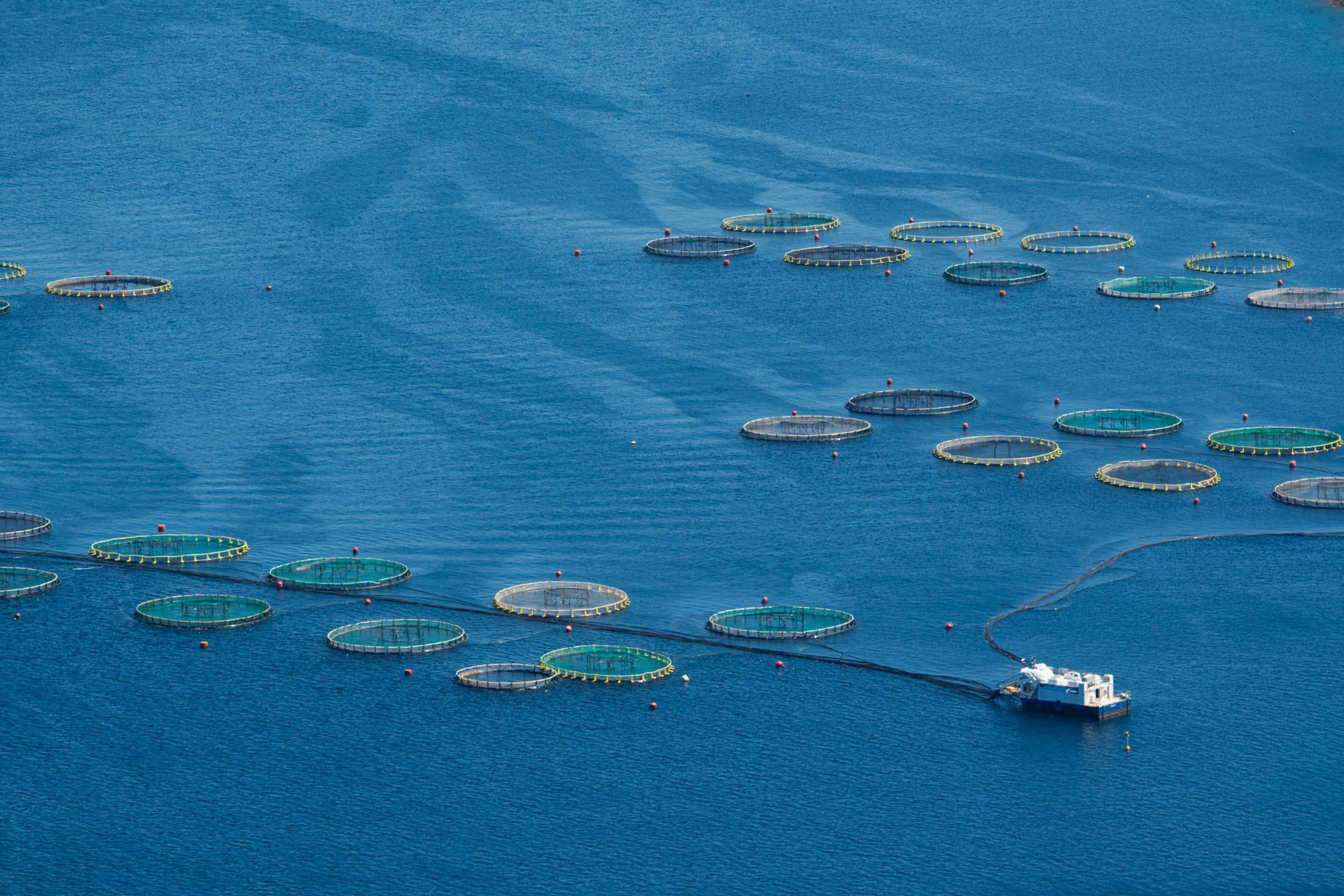 Farmed Seafood Production Surpasses a Record 100 Million Tons