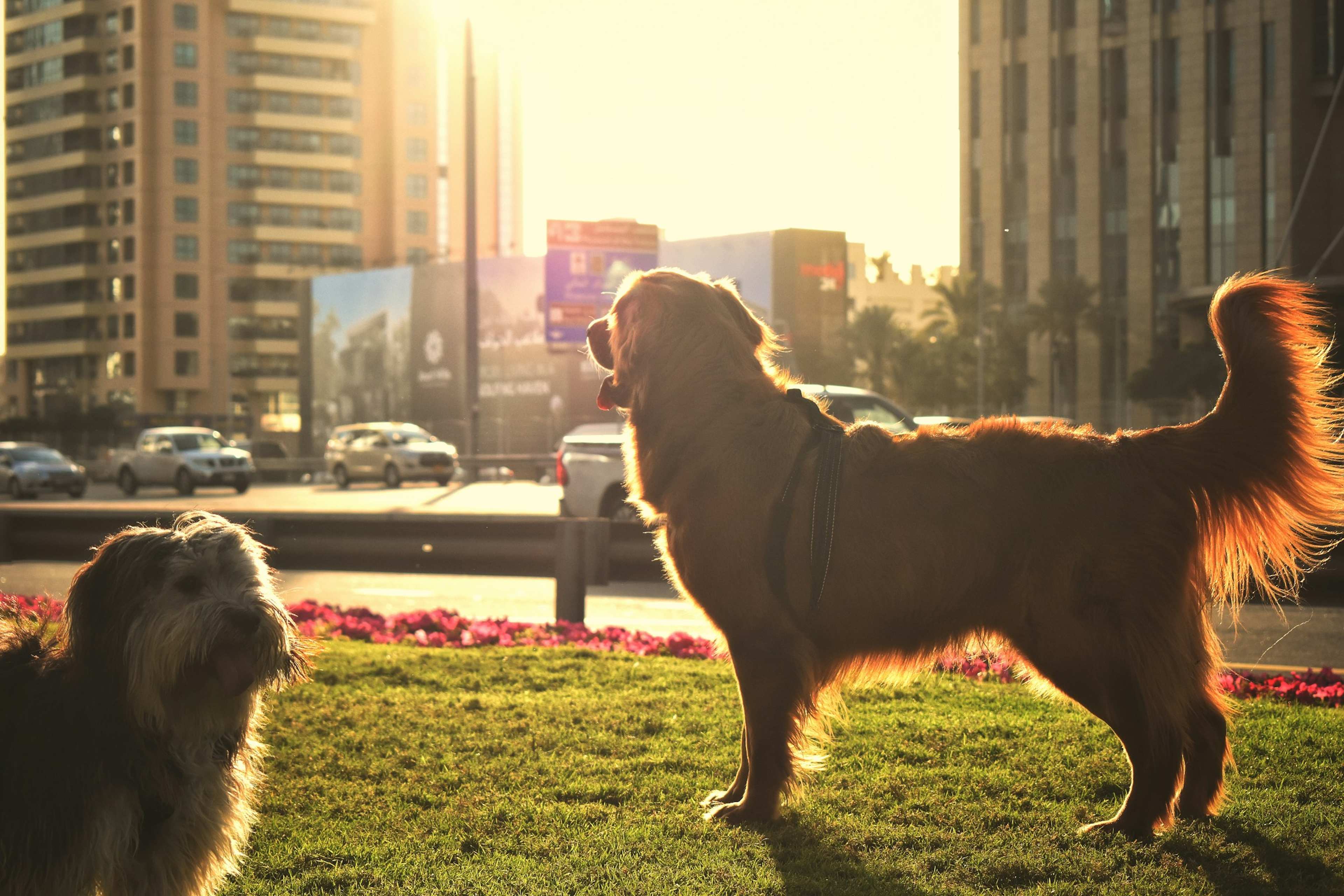 5 Countries Where You Cannot Own a Pet Without Getting Government Approval First