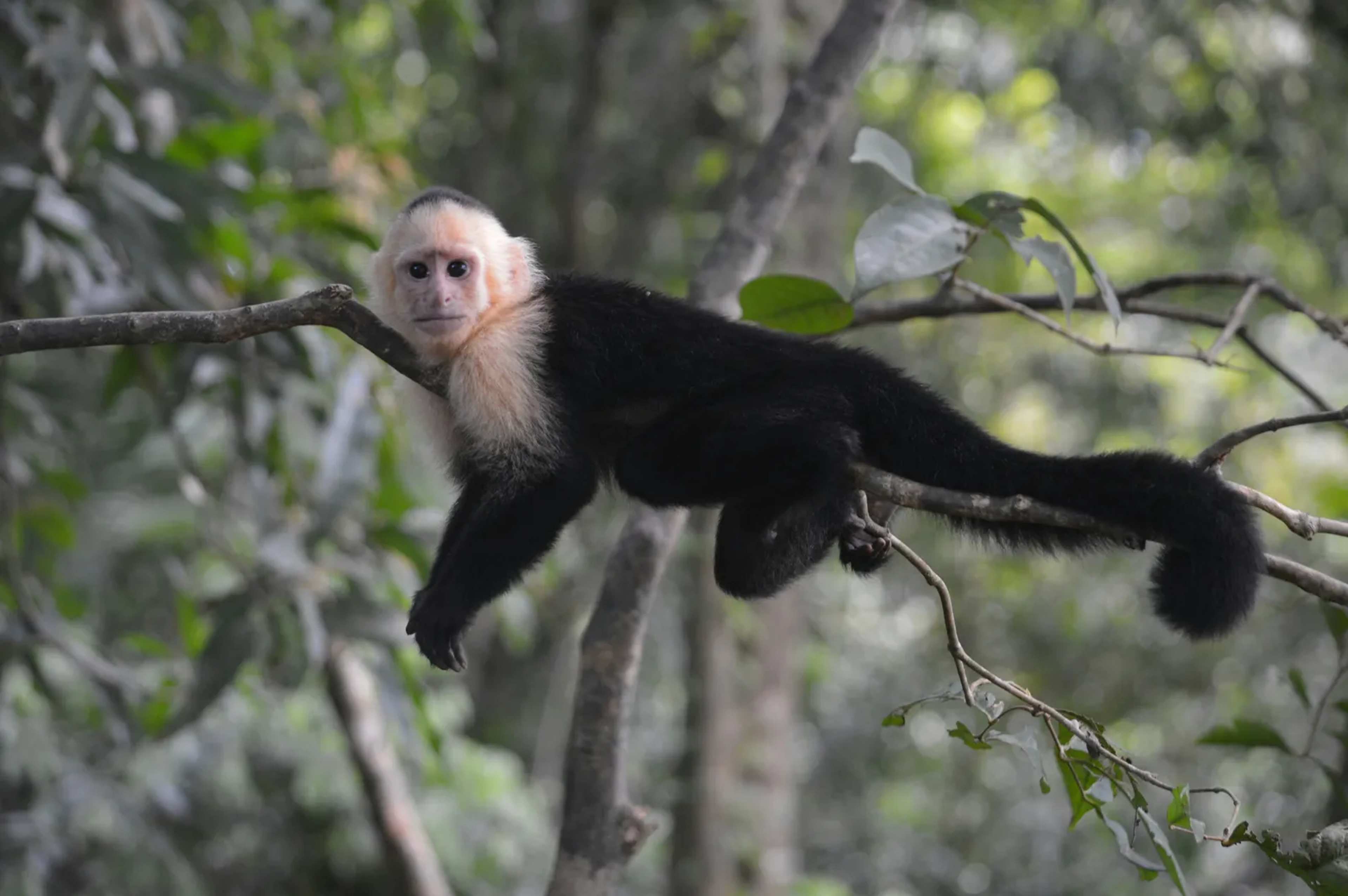 Extreme Heat Reshapes Capuchin Social Life in Costa Rica