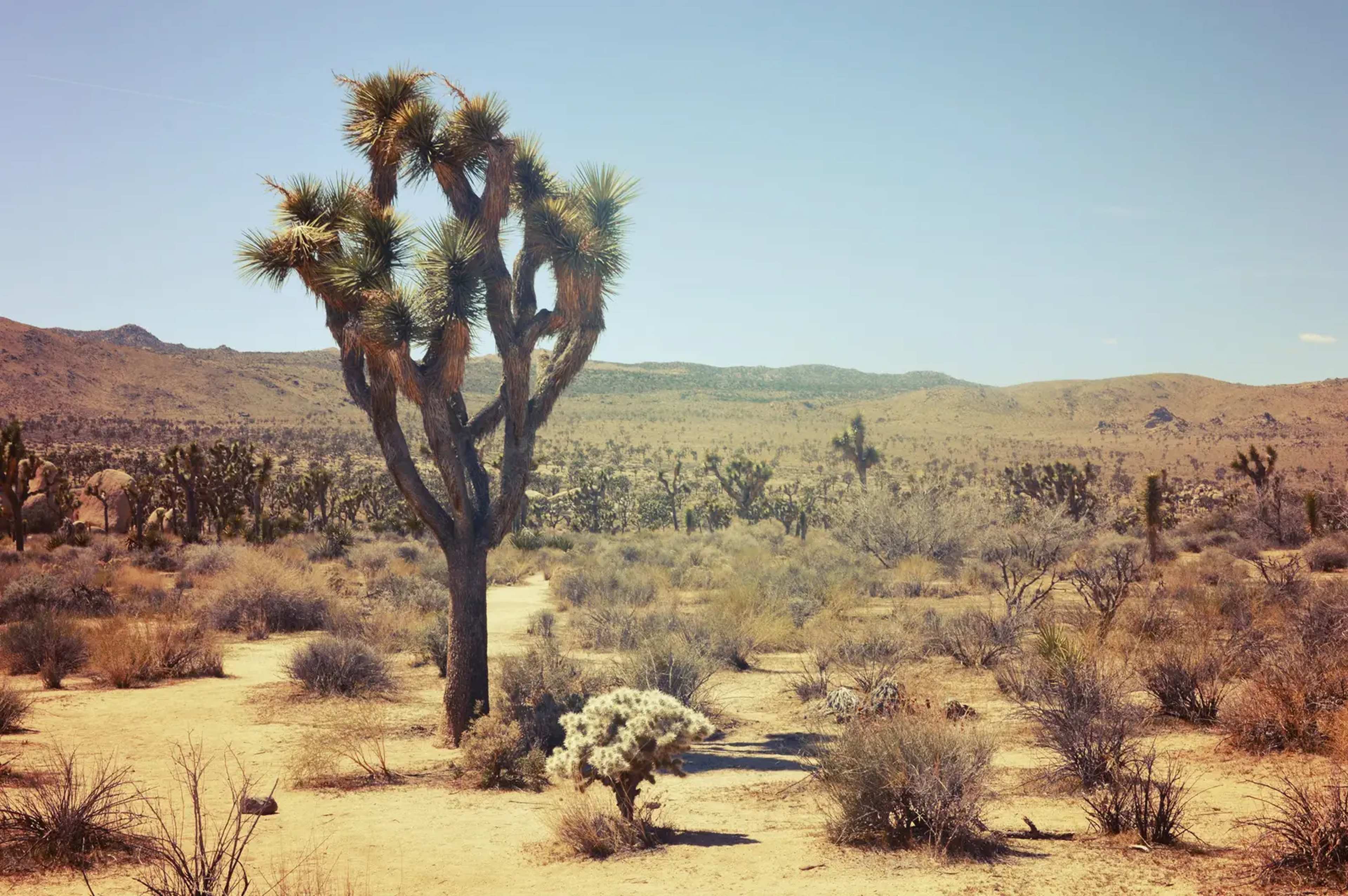 Joshua Tree: Where Two Deserts Converge